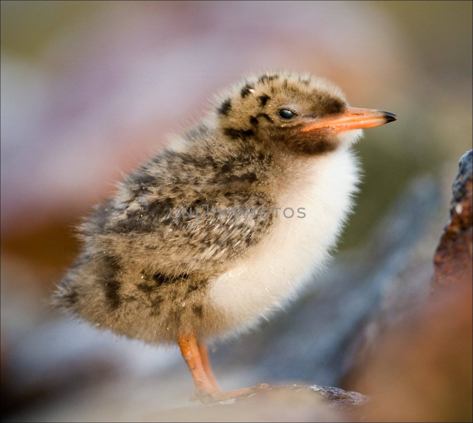 Baby bird. A small fluffy baby bird common tern.