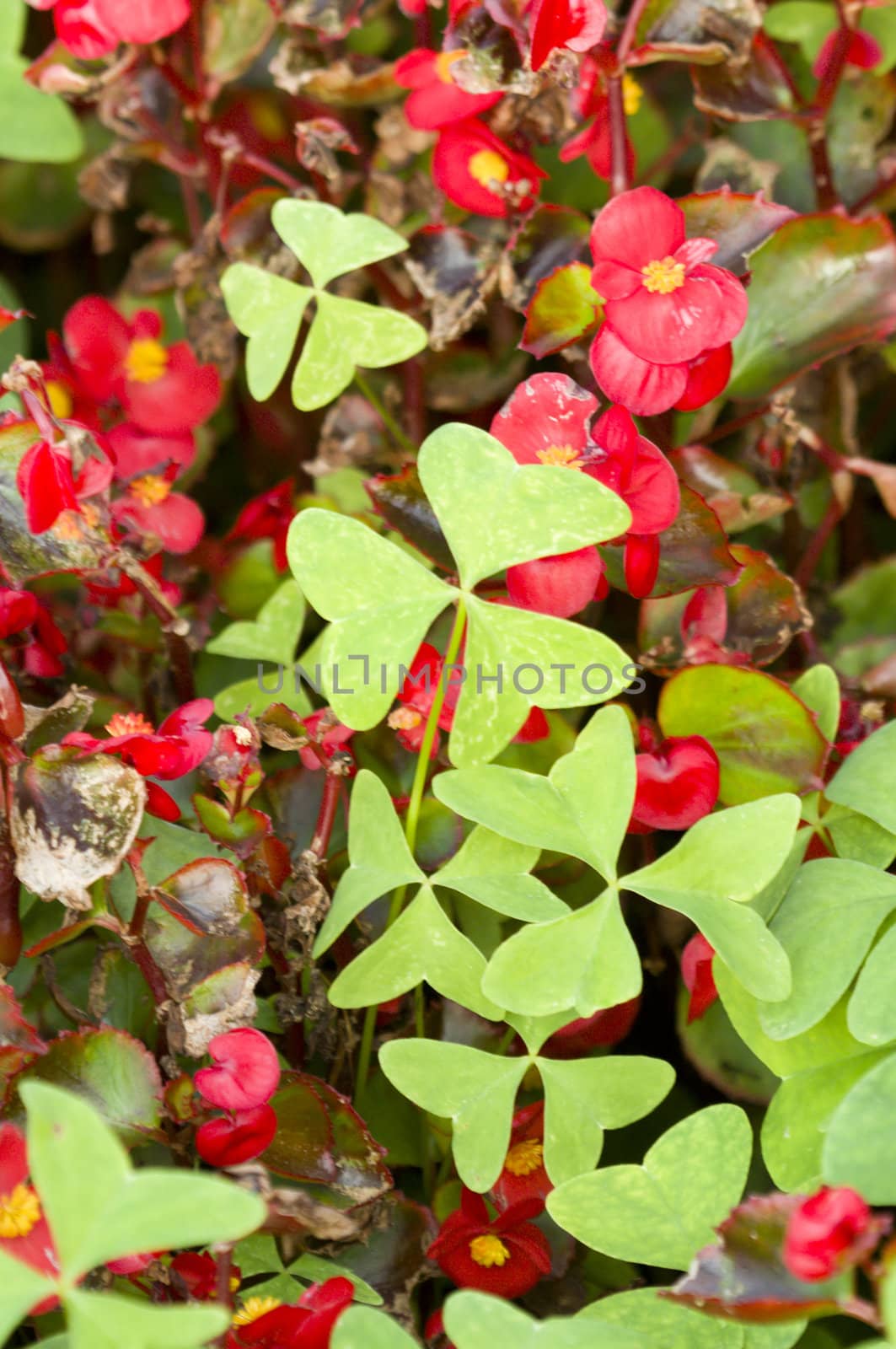 Clover leaves closeup on red background