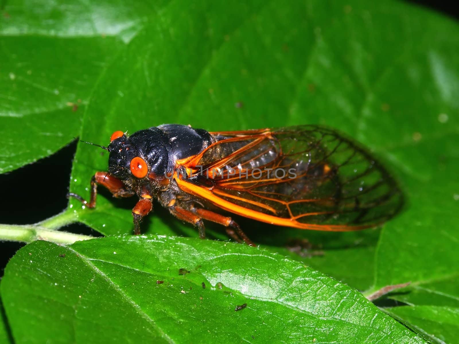 Periodical Cicada (Magicicada septendecim) by Wirepec