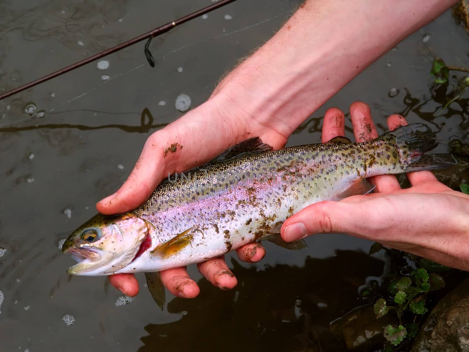 A Rainbow Trout (Oncorhynchus mykiss) caught at Apple River Canyon State Park in Illinois.