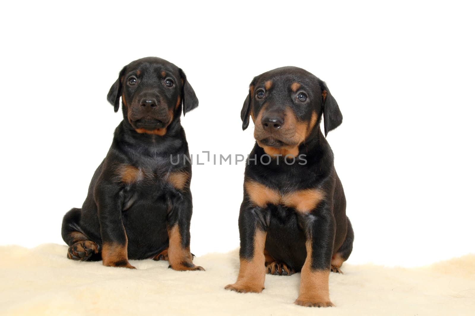 Two sweet puppies posing on white background.