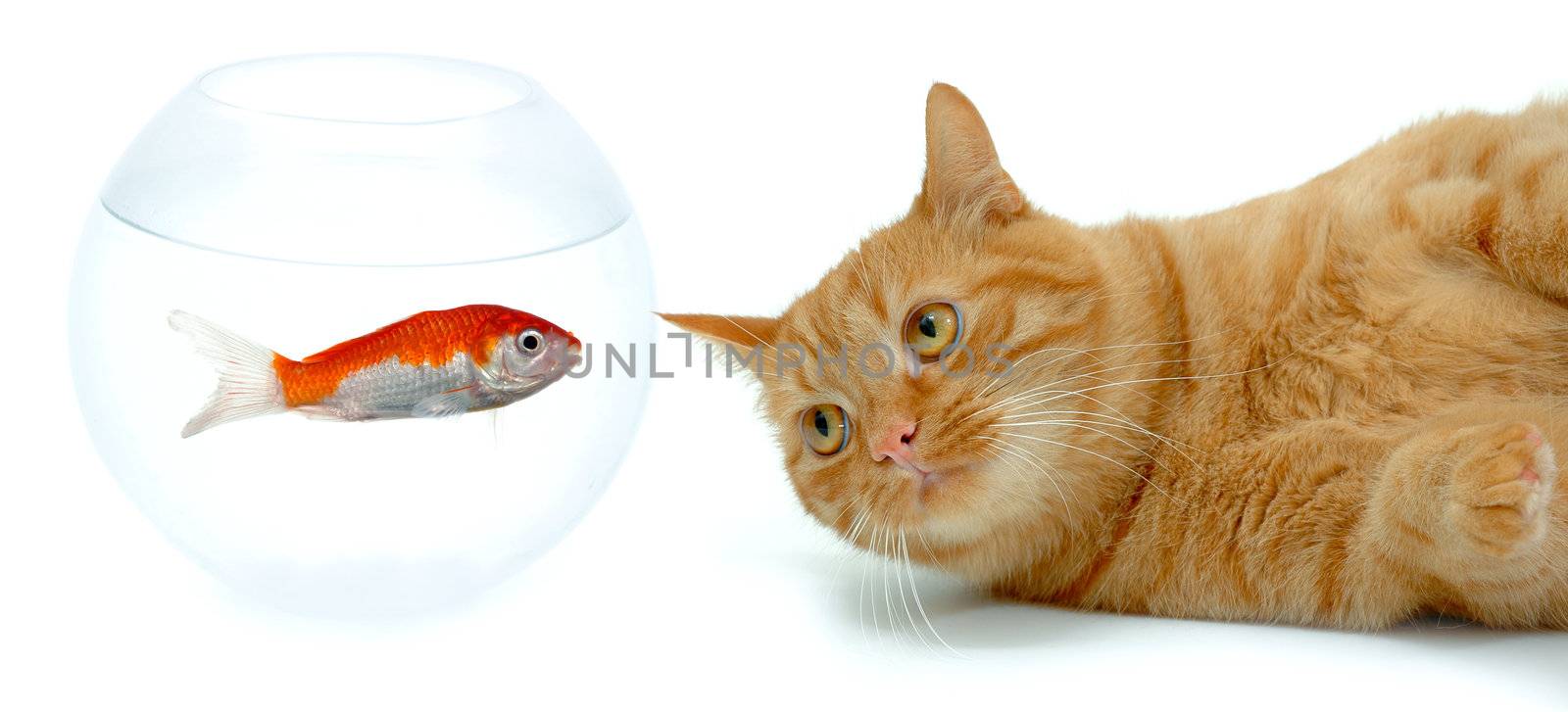 Cat and fish by cfoto