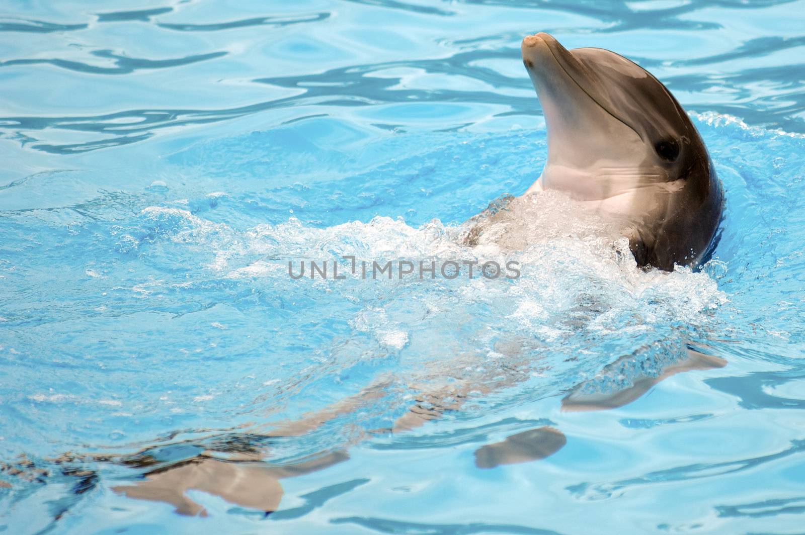 Happy dolphin is swimming in the water.