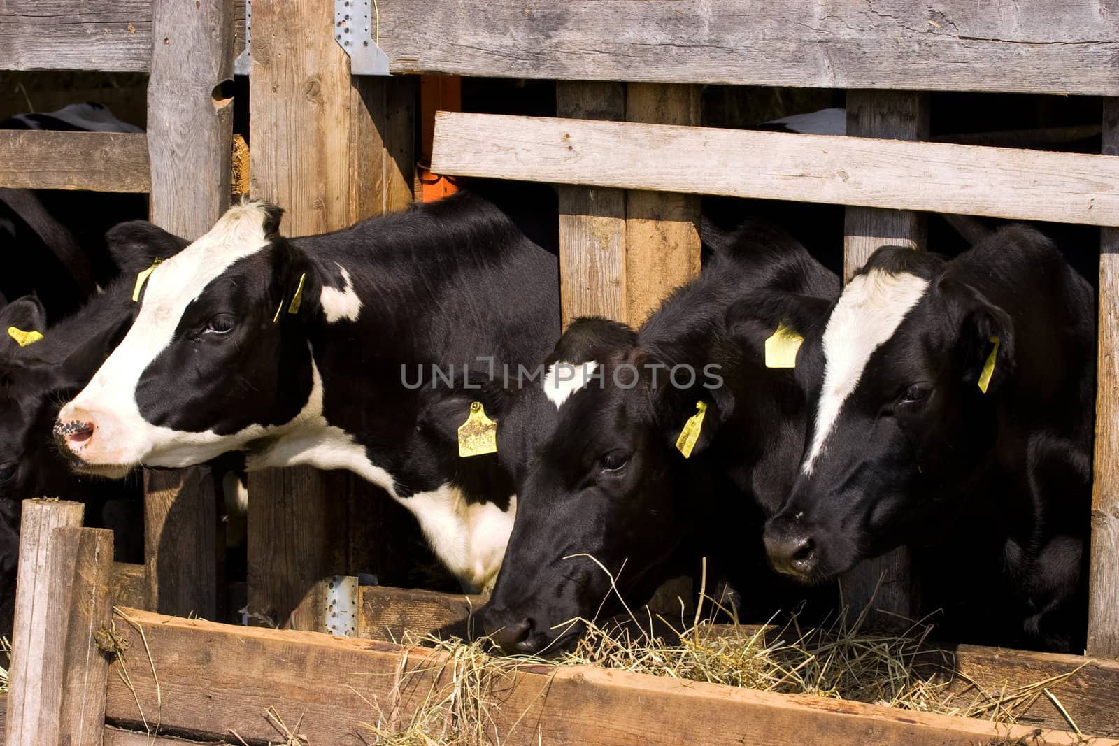 Cows in feeding place by ints