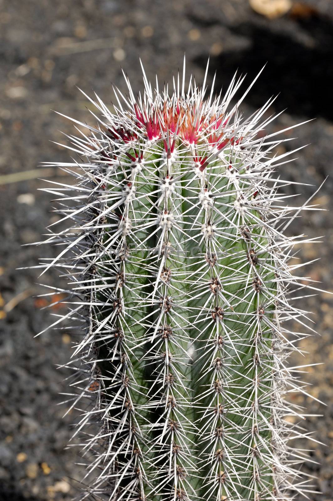 Close up of a cactus