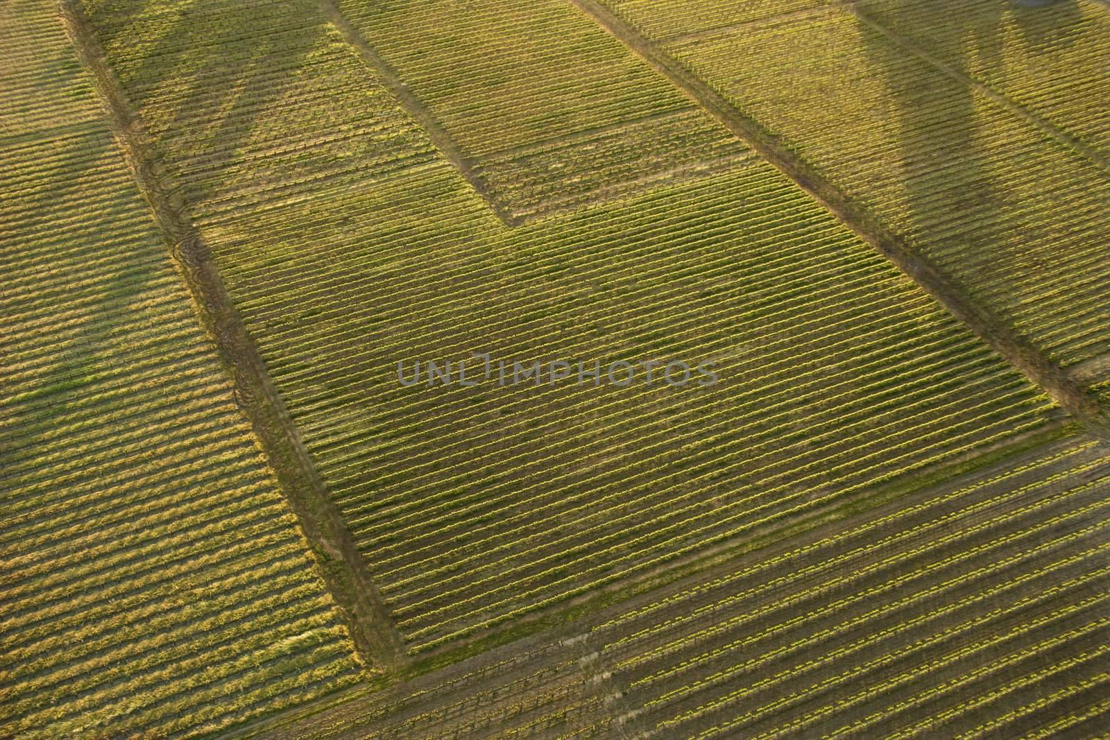 Aerial of agricultural cropland.