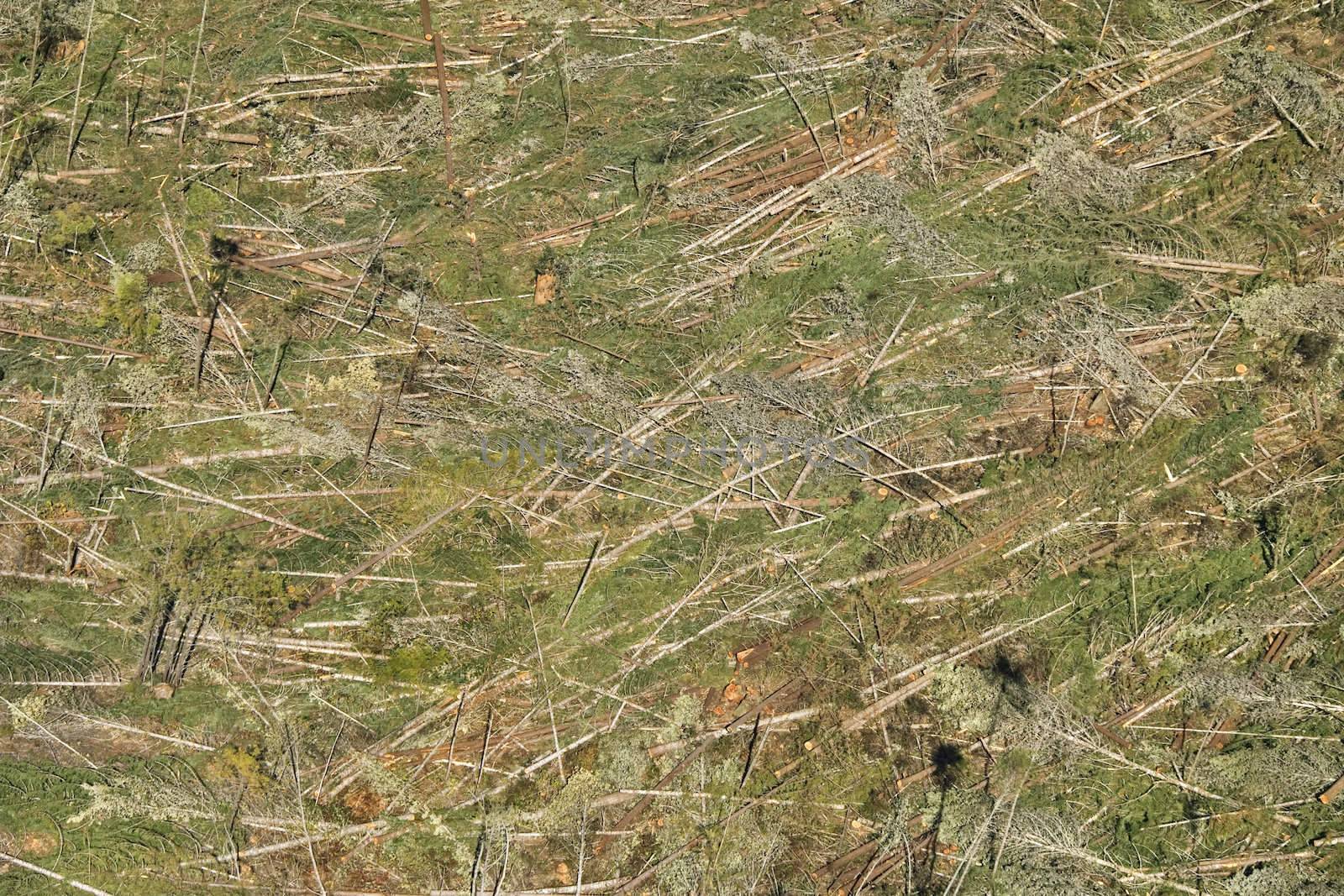 Aerial of clear cut landscape with cut trees on ground, USA.