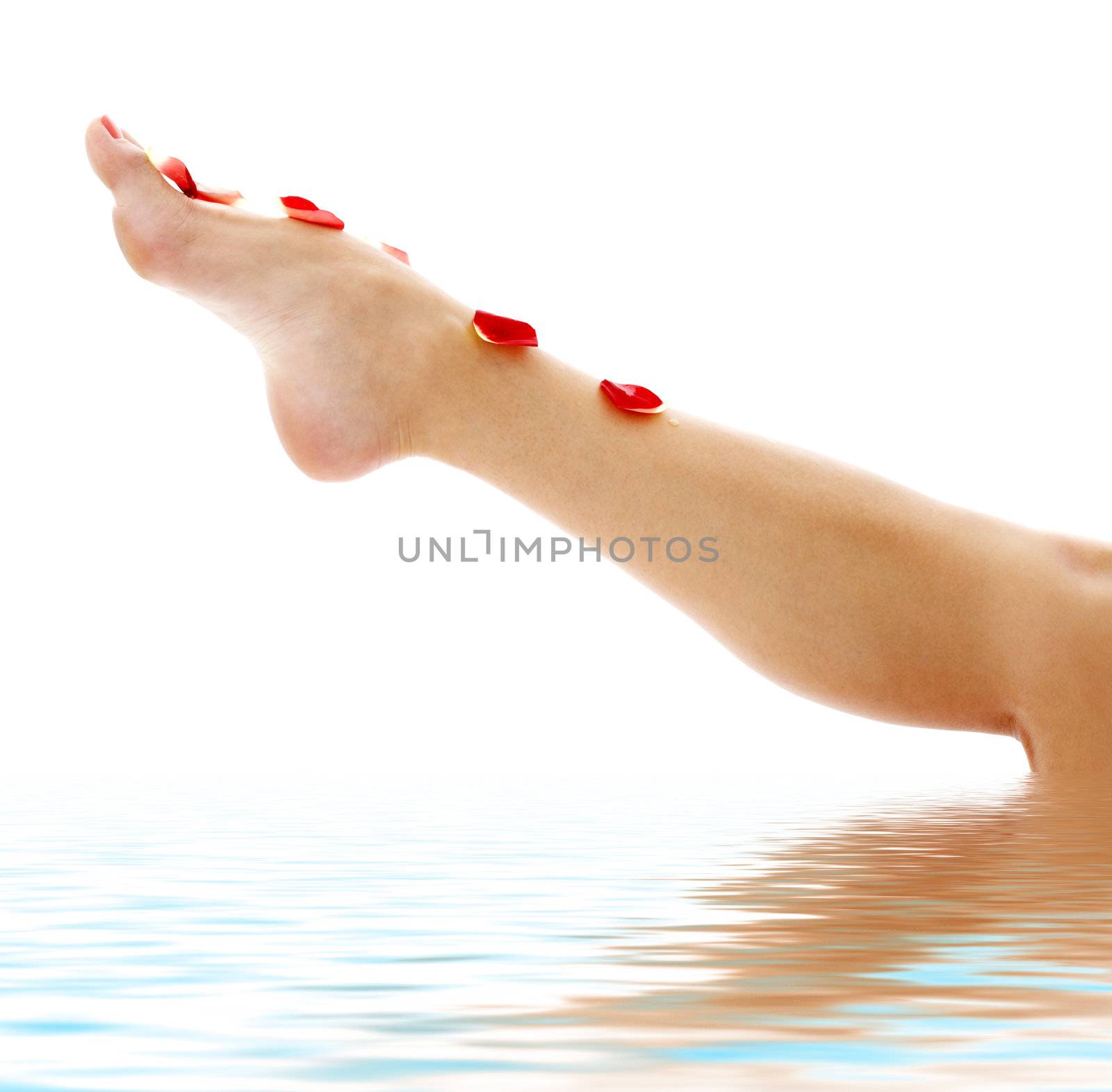 leg with red rose petals in water by dolgachov
