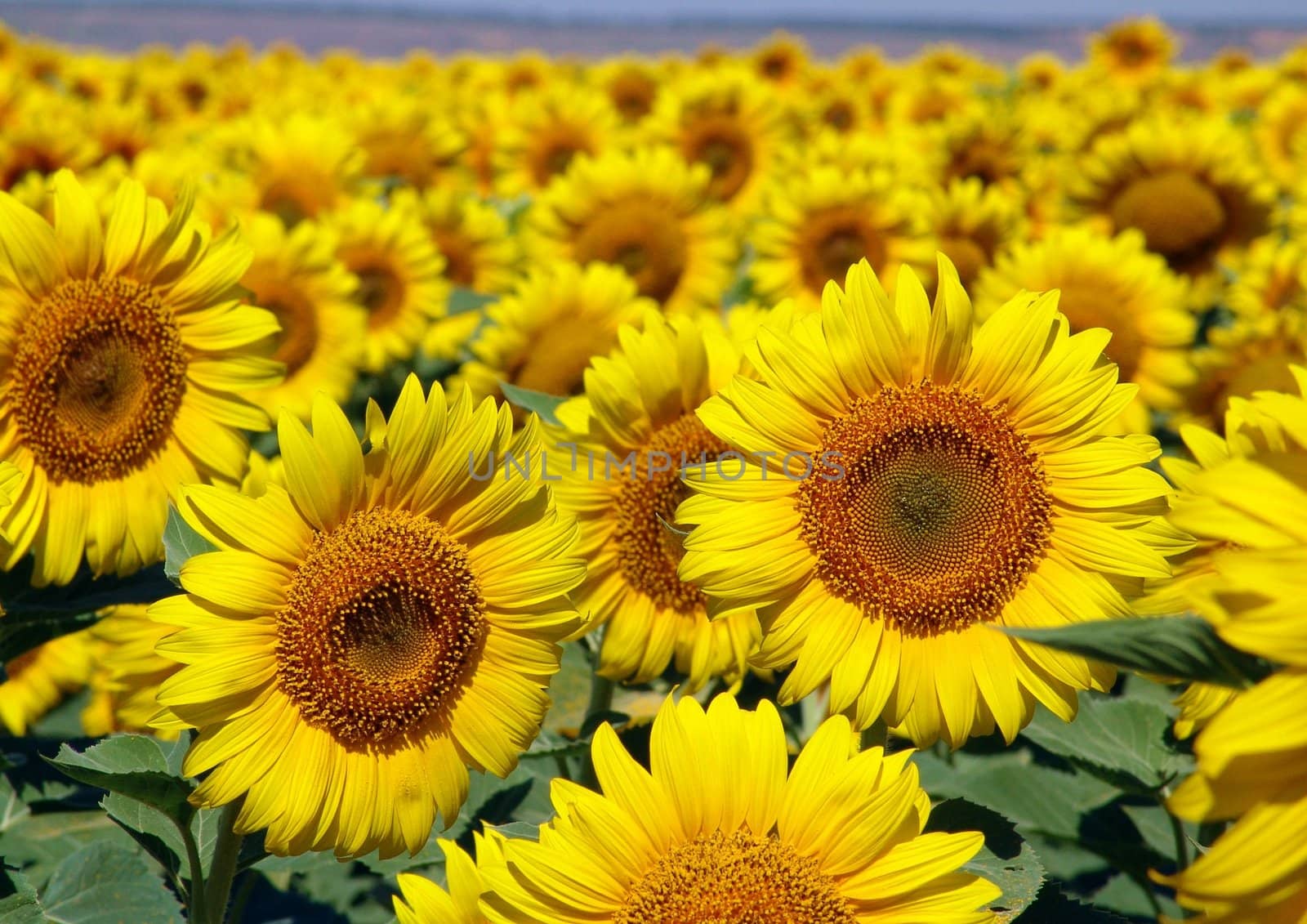 Sunflowers, Russia, near Krasnodar, Russia 2008