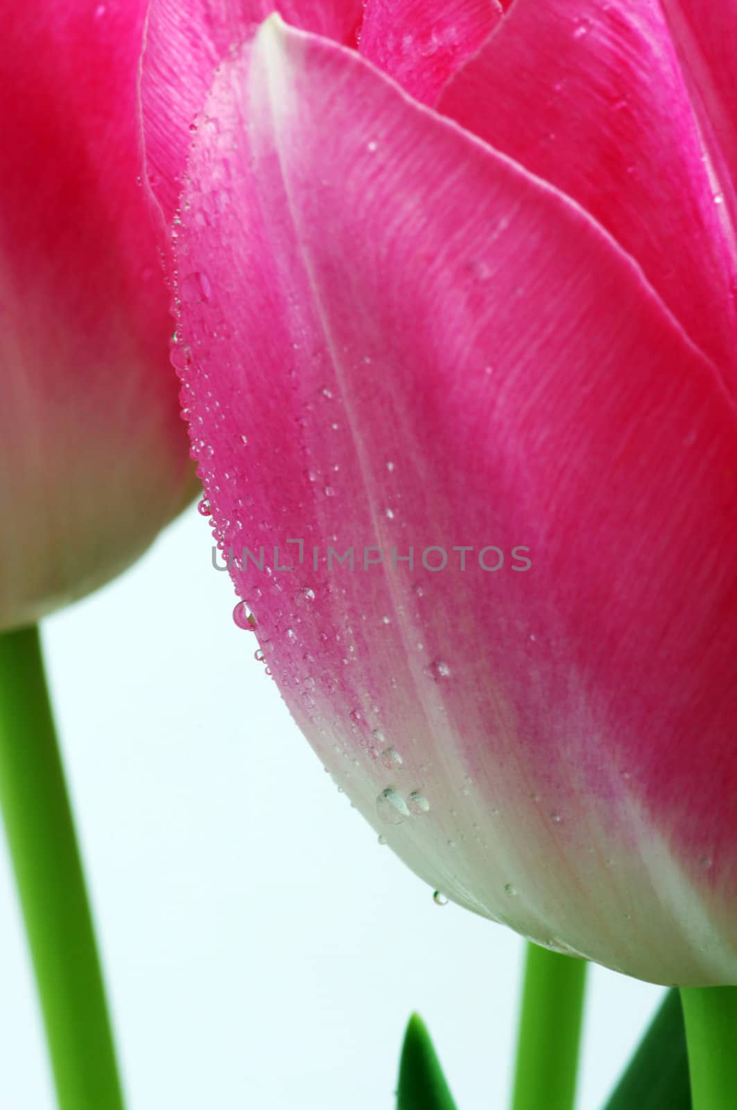 Lots of pink tulips's petals. by dolnikow