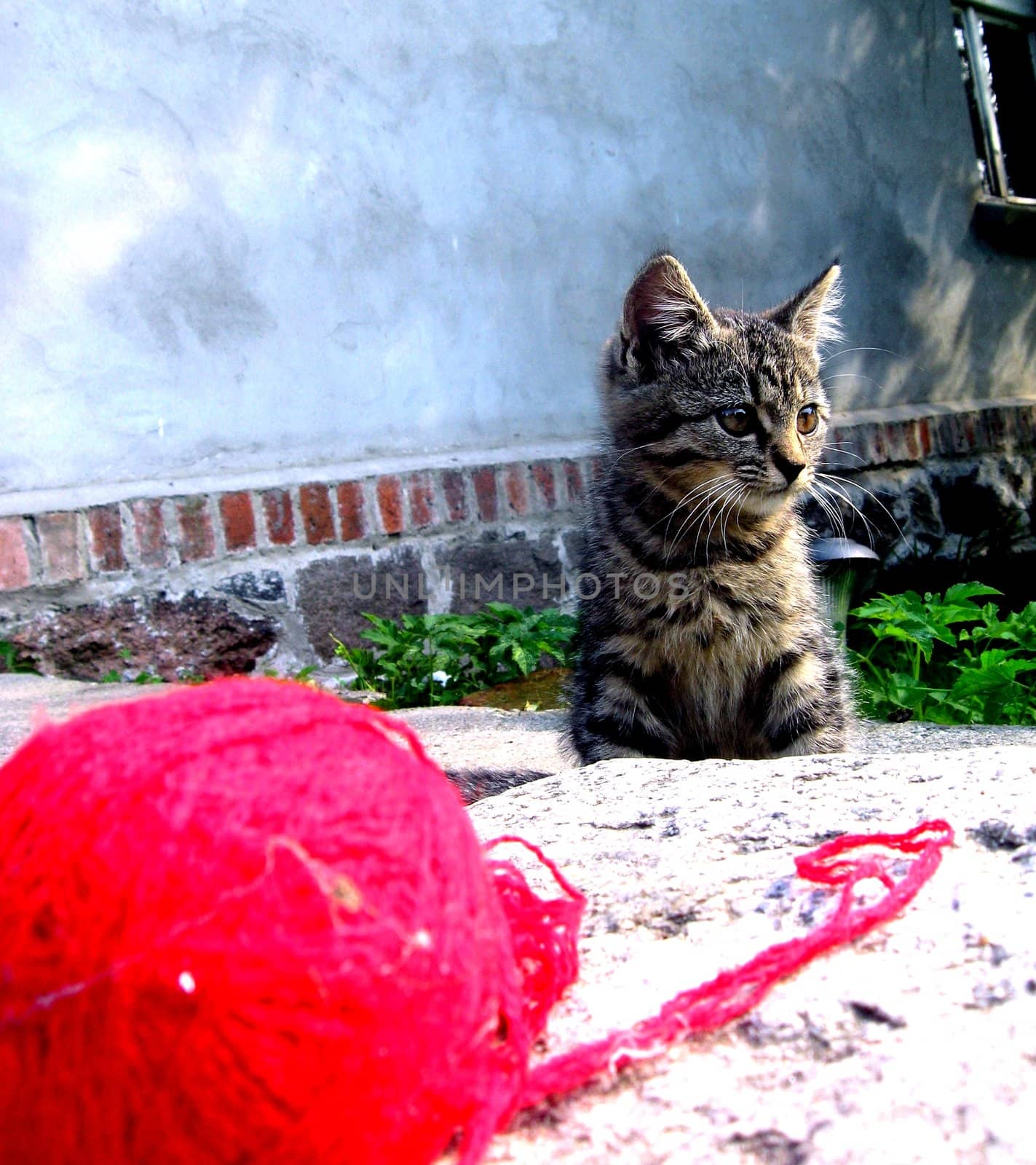 My cat- Zdzislaw