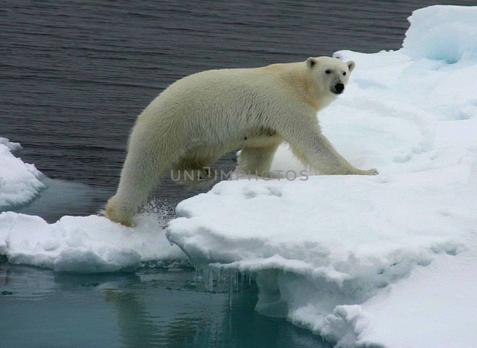 Polar bear in the ice east of Svalbard by ernkris