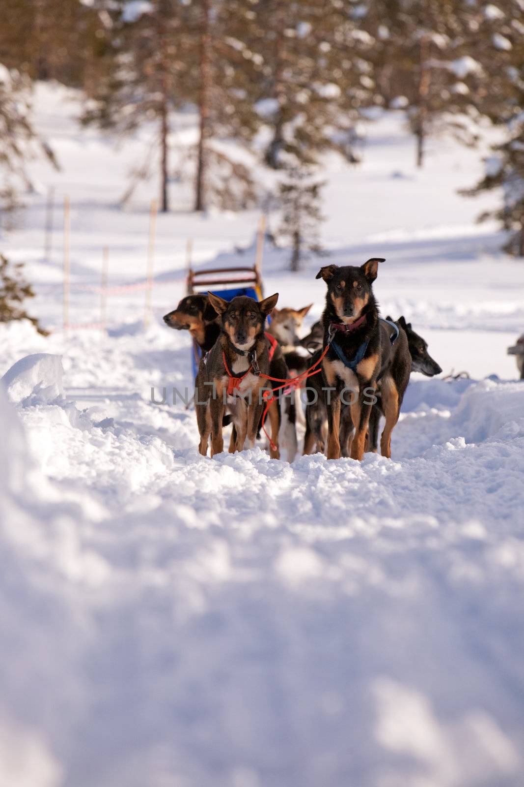 Sled dogs waiting in a winter landscape