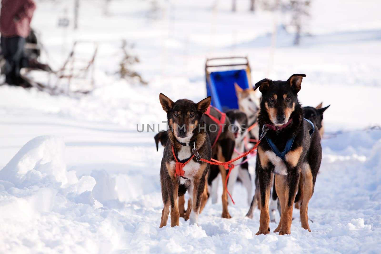 Sled dogs harnessed up, ready to run