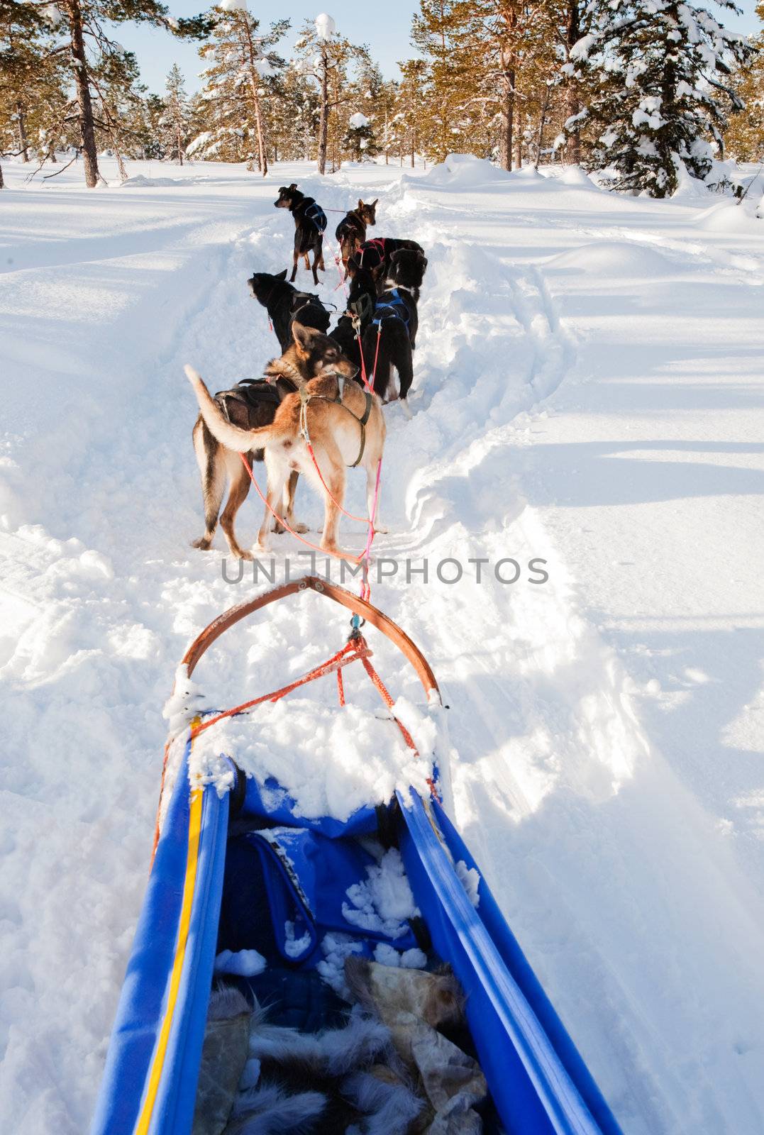 A team of sled dogs ready to pull