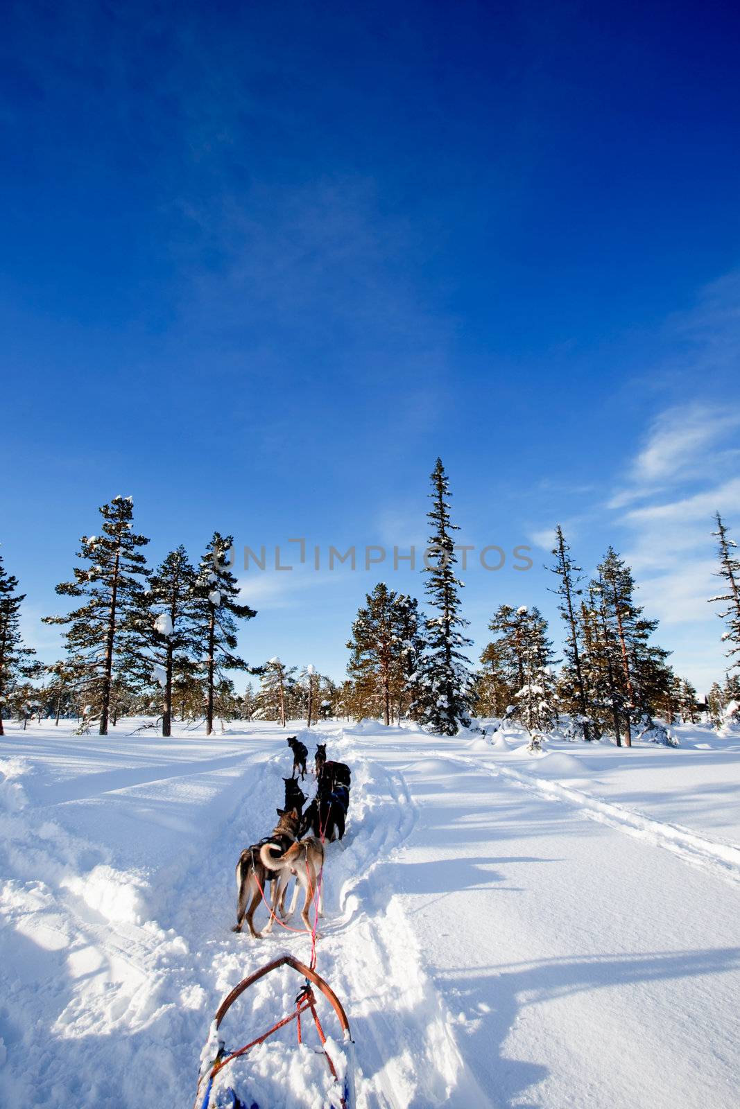 A team of sled dogs ready to pull