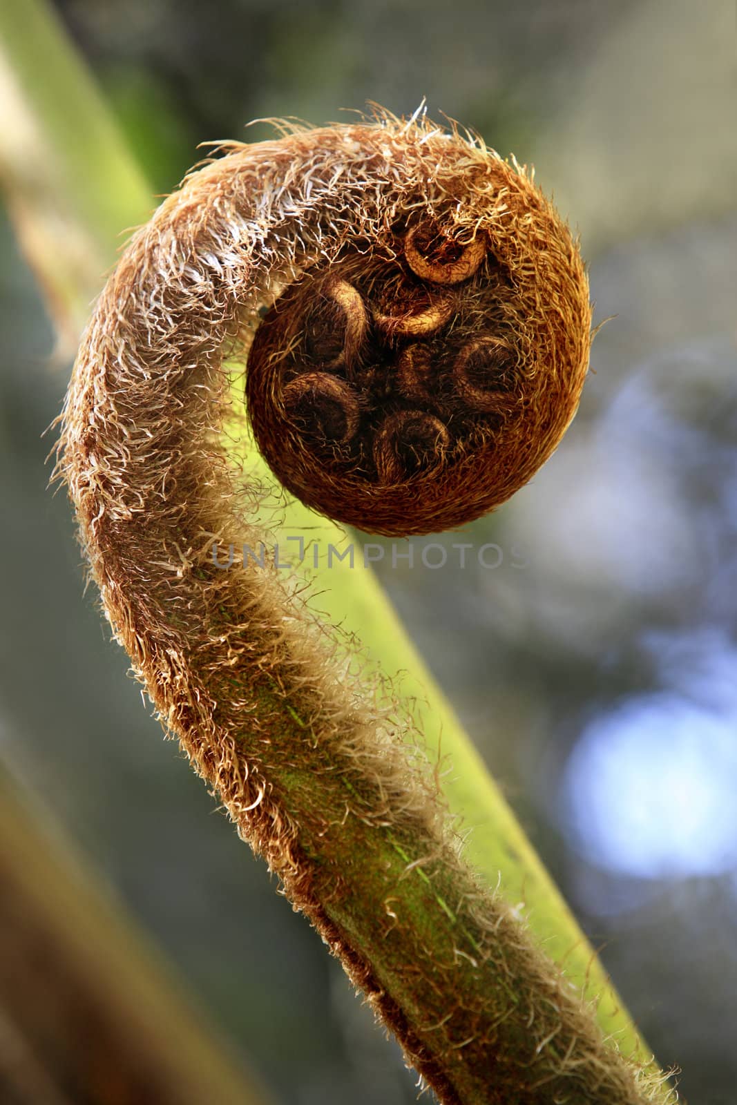 Fern unravelling close-up on dim background