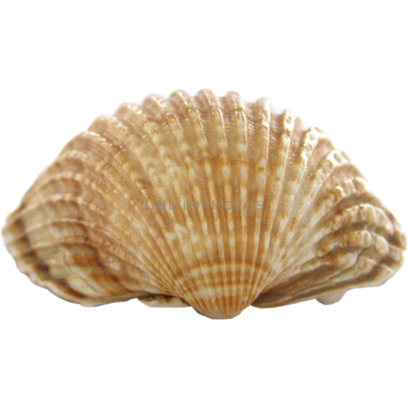 Isolated sea shell over white background