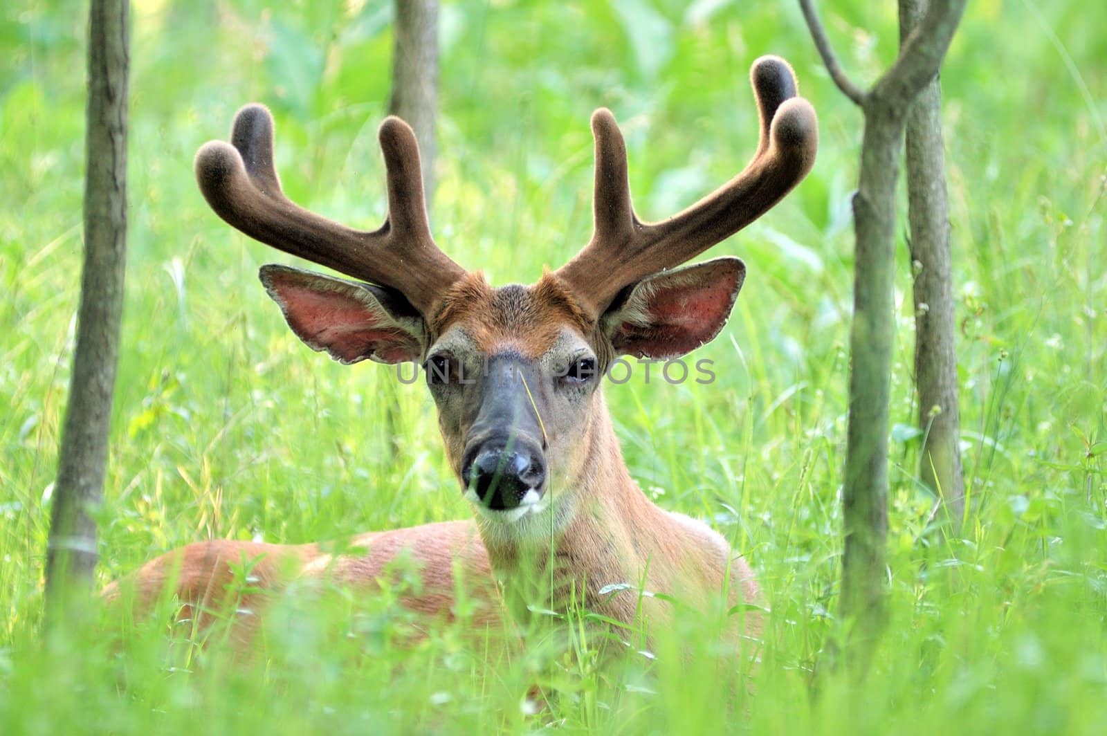 A whitetail deer buck in summer velvet bedded down in a field.