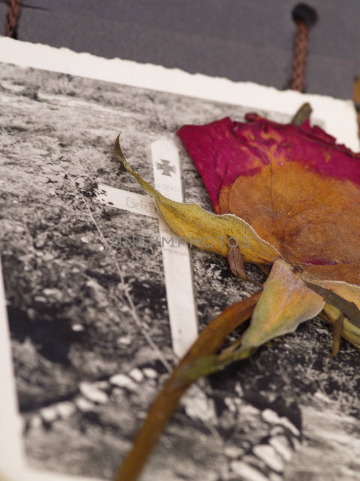 old dry rose over photo album with photography of a soldiers tomb in WWII. photography included was done by my deceased father that I am legal heir of, i am owner of full copyrights