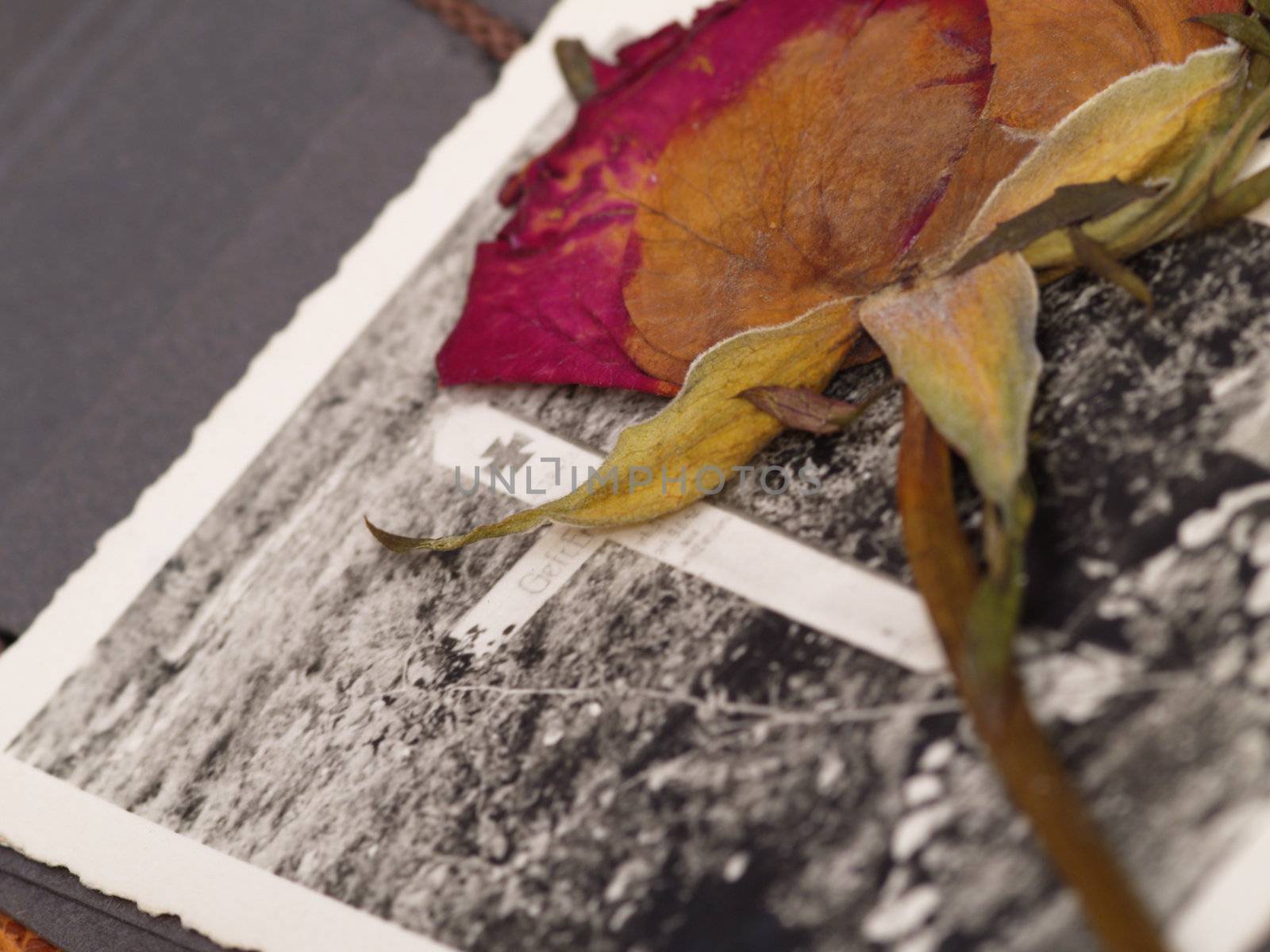 old dry rose over photo album with photography of a soldiers tomb in WWII. photography included was done by my deceased father that I am legal heir of, i am owner of full copyrights