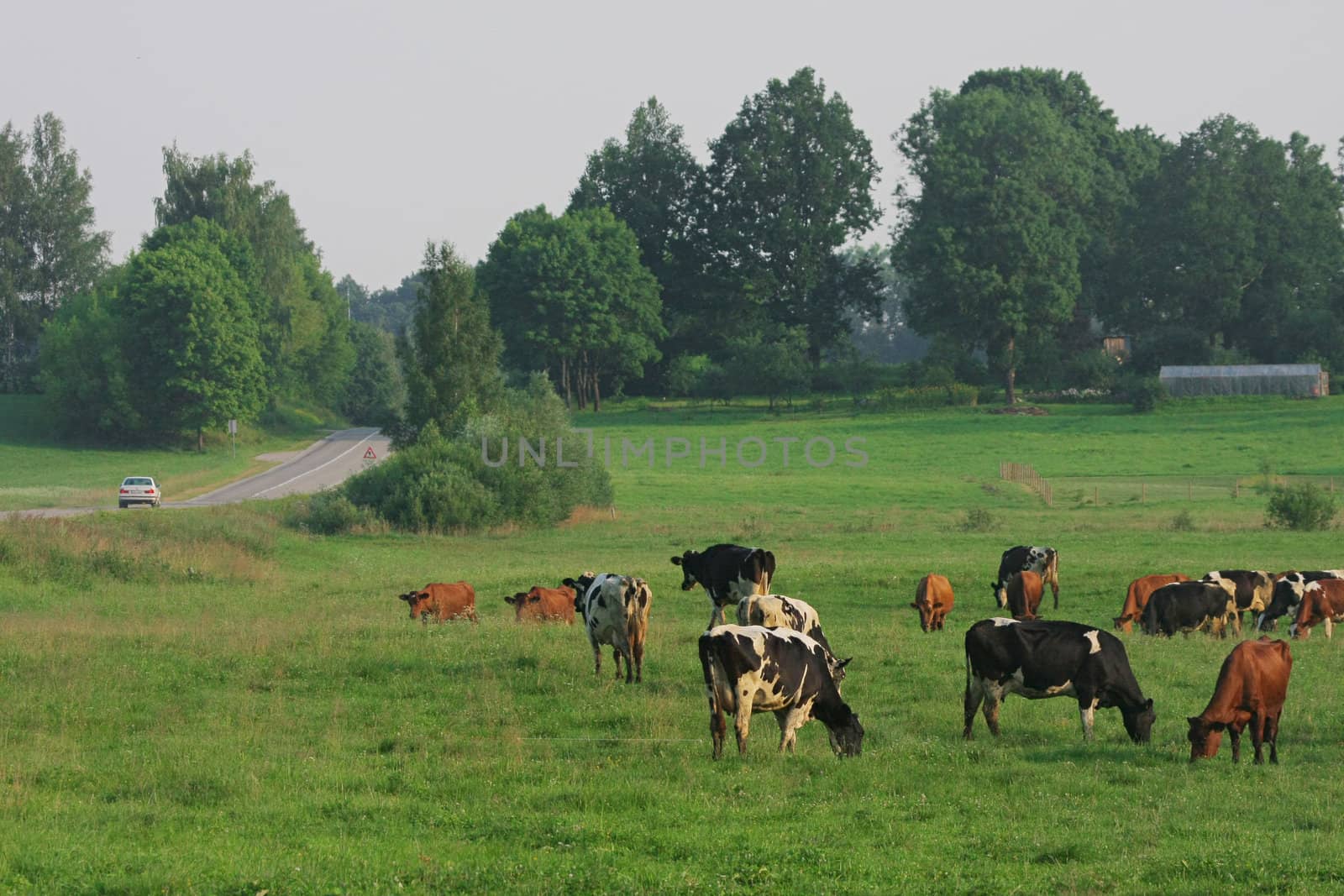 Cows grazing in green meadow in summer day.