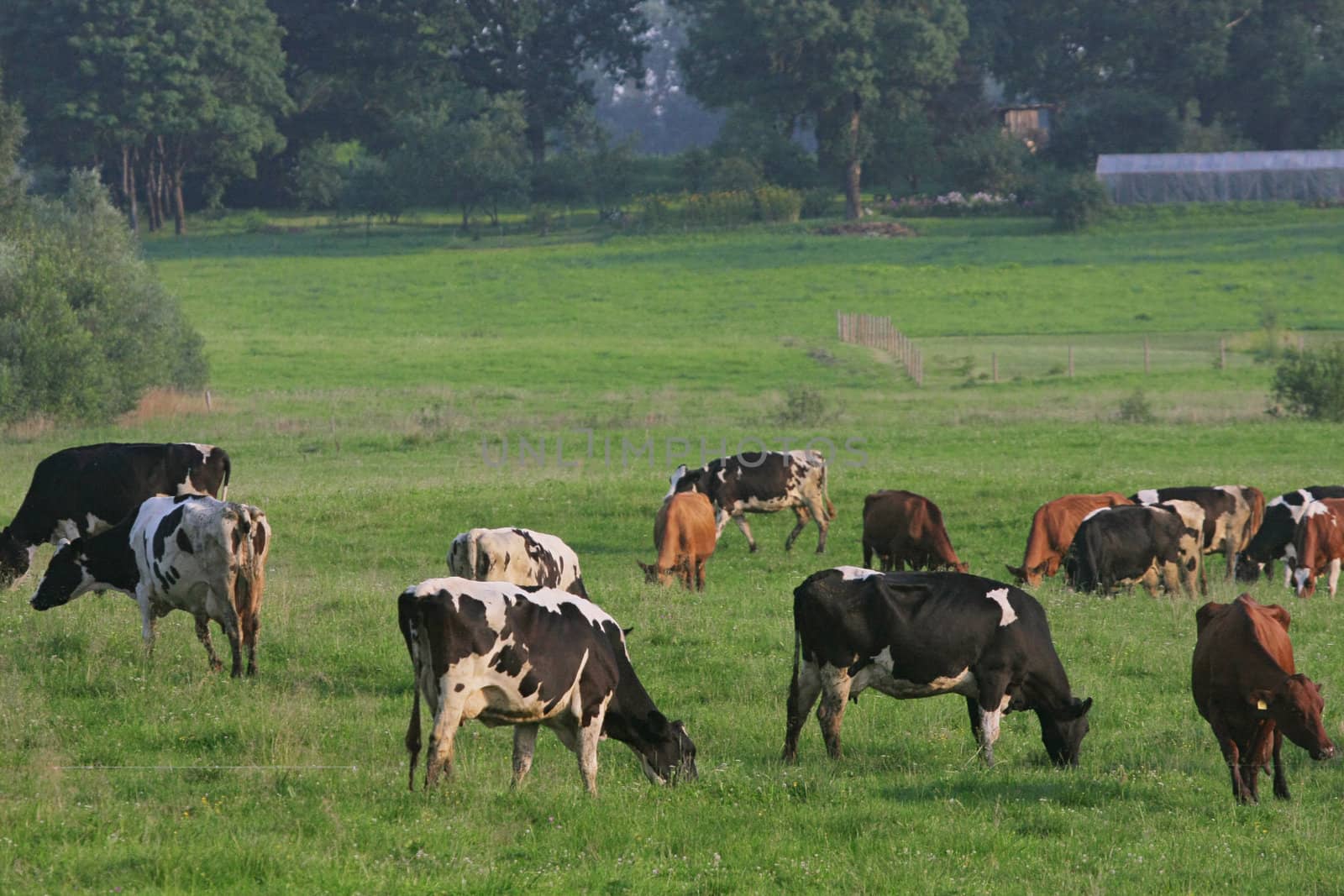 Cows grazing in green meadow in summer day.