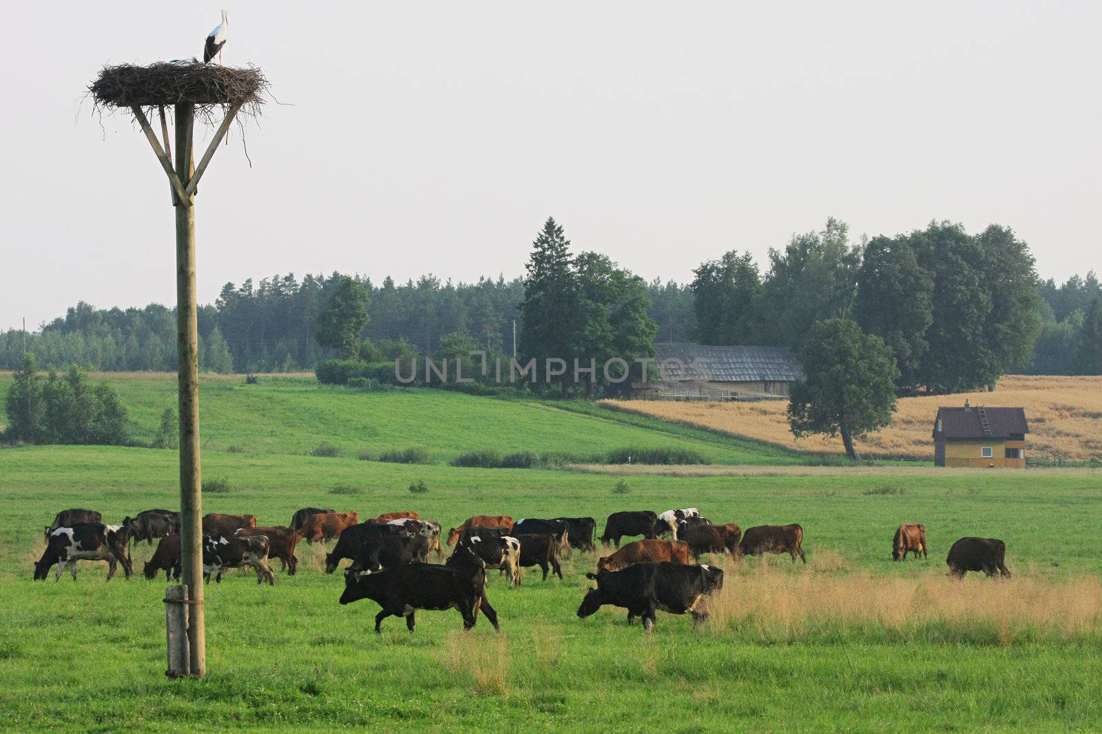 Cows grazing in green meadow in summer day.