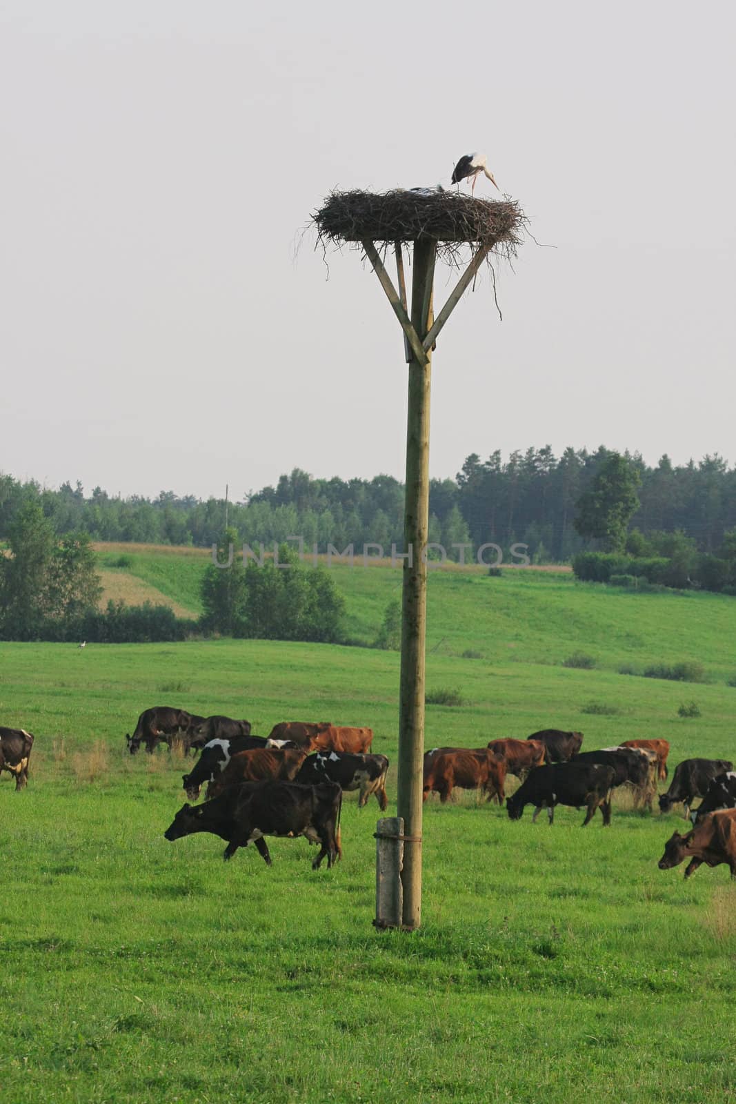 Cows grazing in green meadow in summer day.