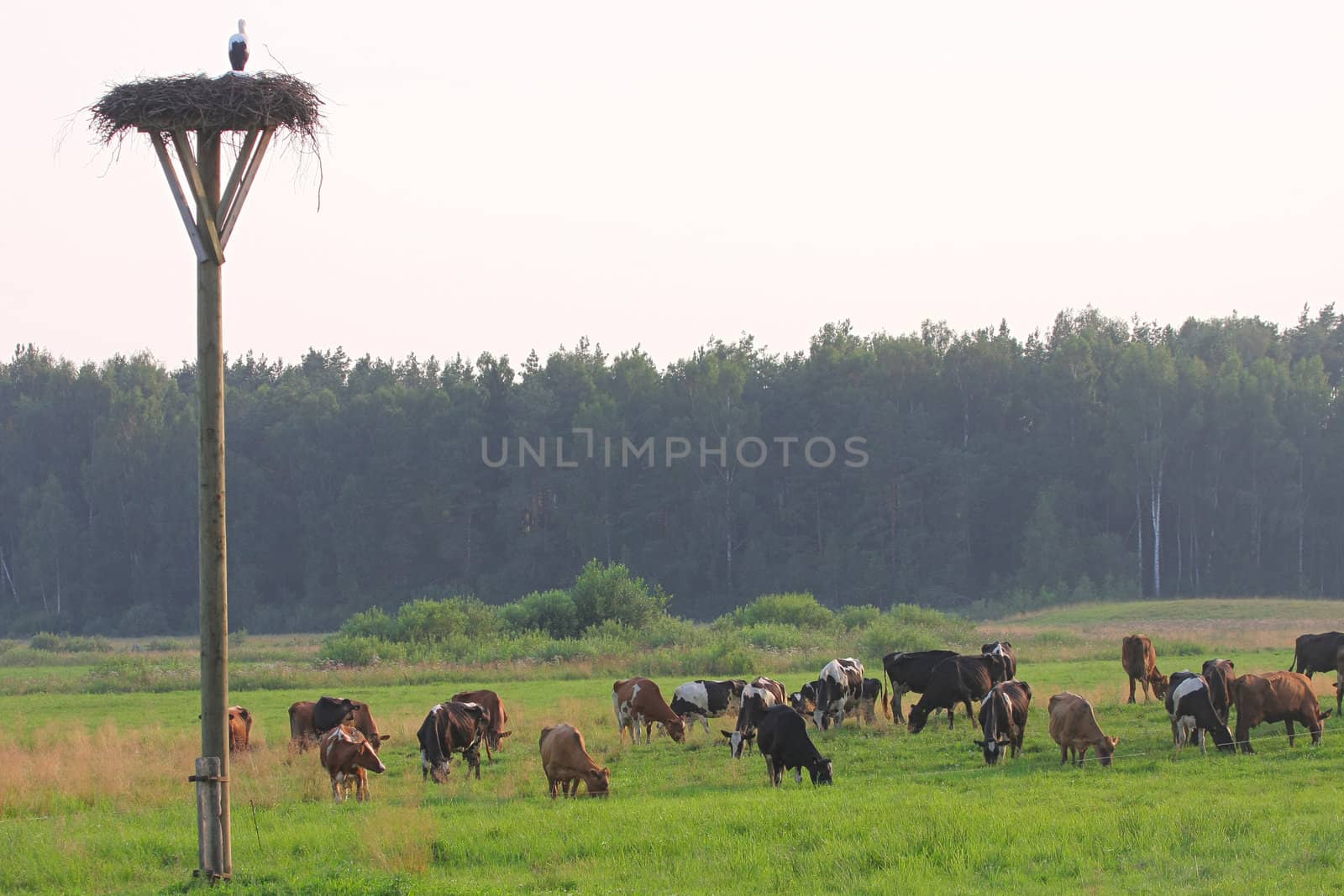 Cows grazing in green meadow in summer day.