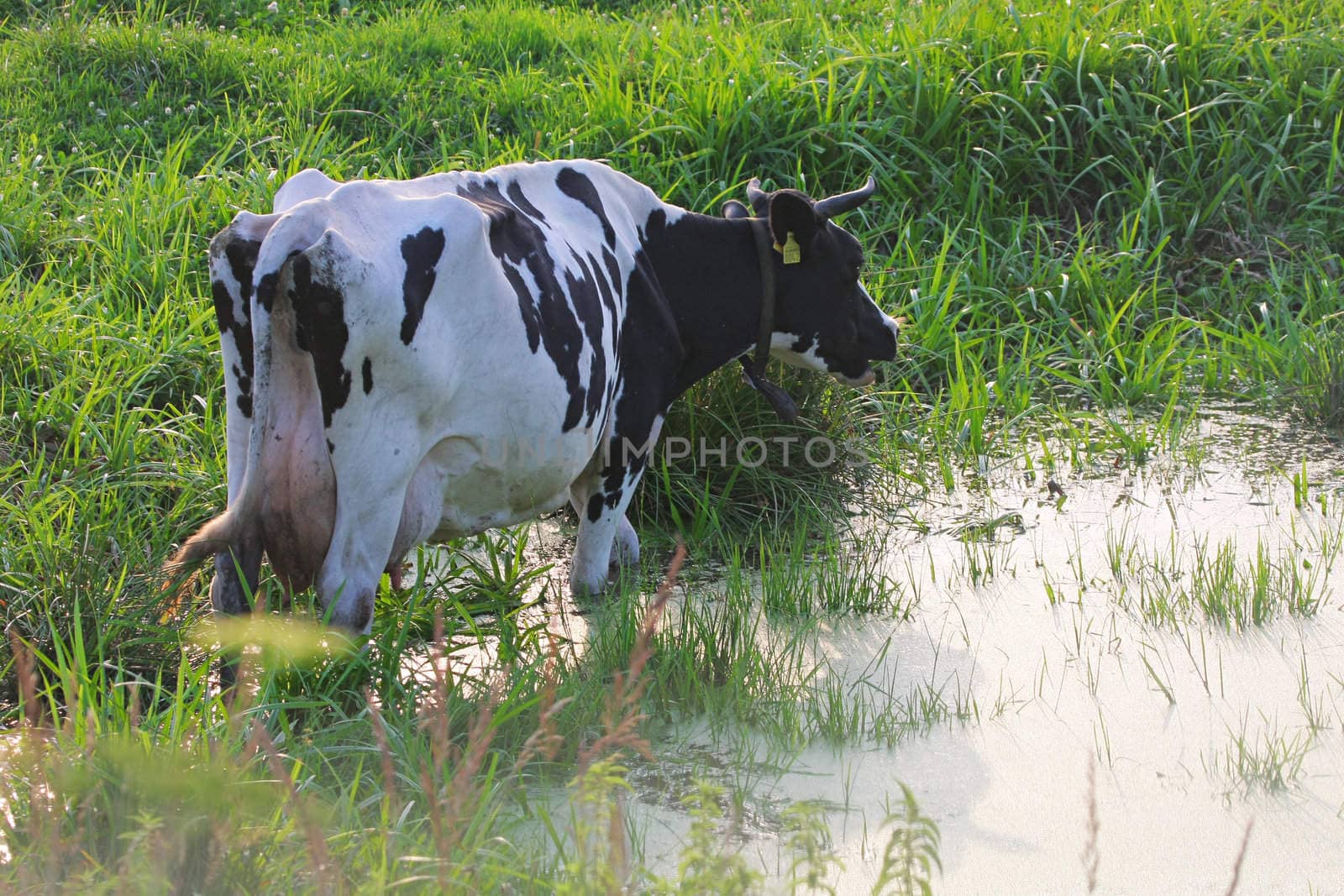 Straggled from herd, cow freshening up in summer day.