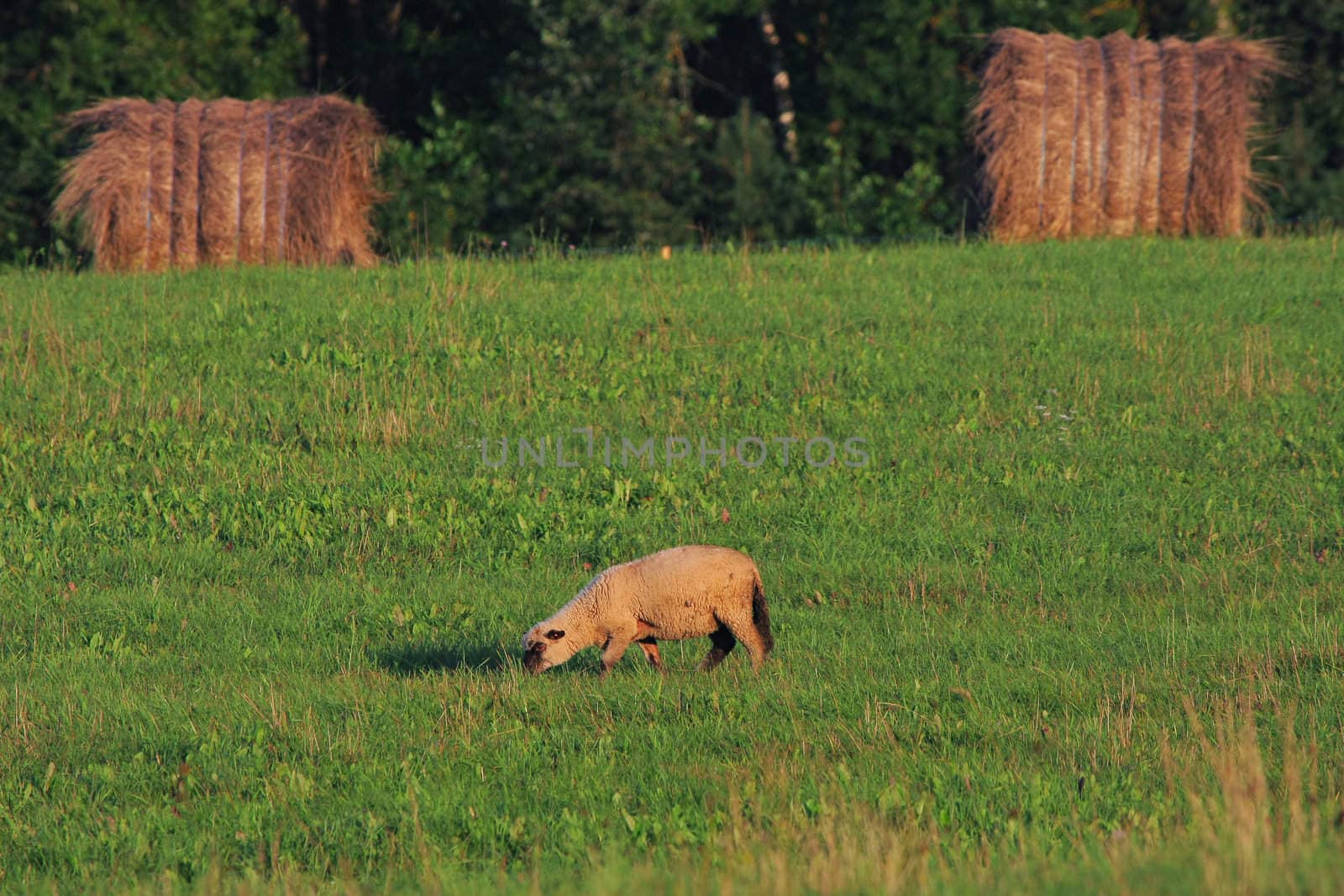 One sheep in green meadow in summer day.