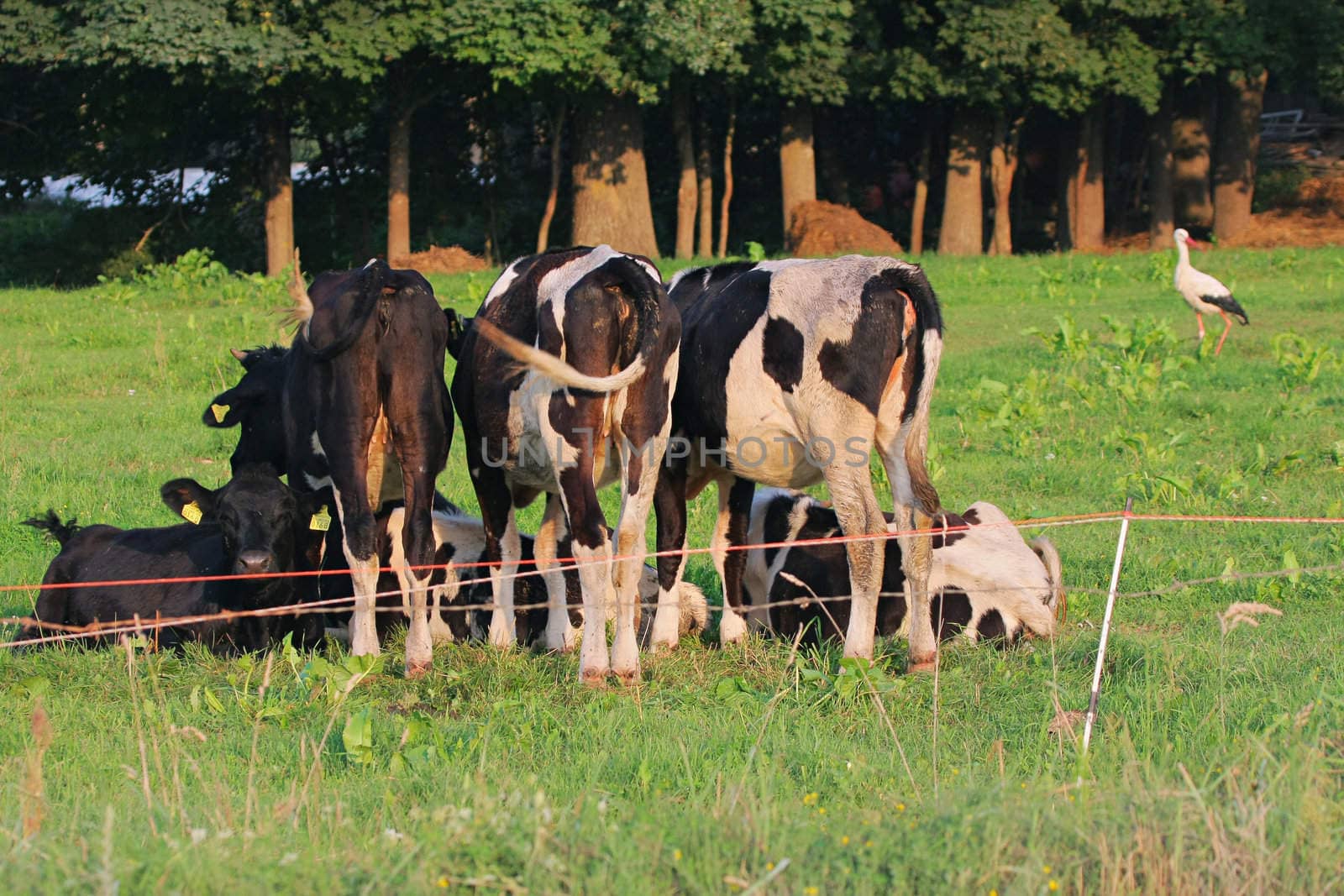 Cows grazing in green meadow. One cow is looking at the camera. White stork on the background.