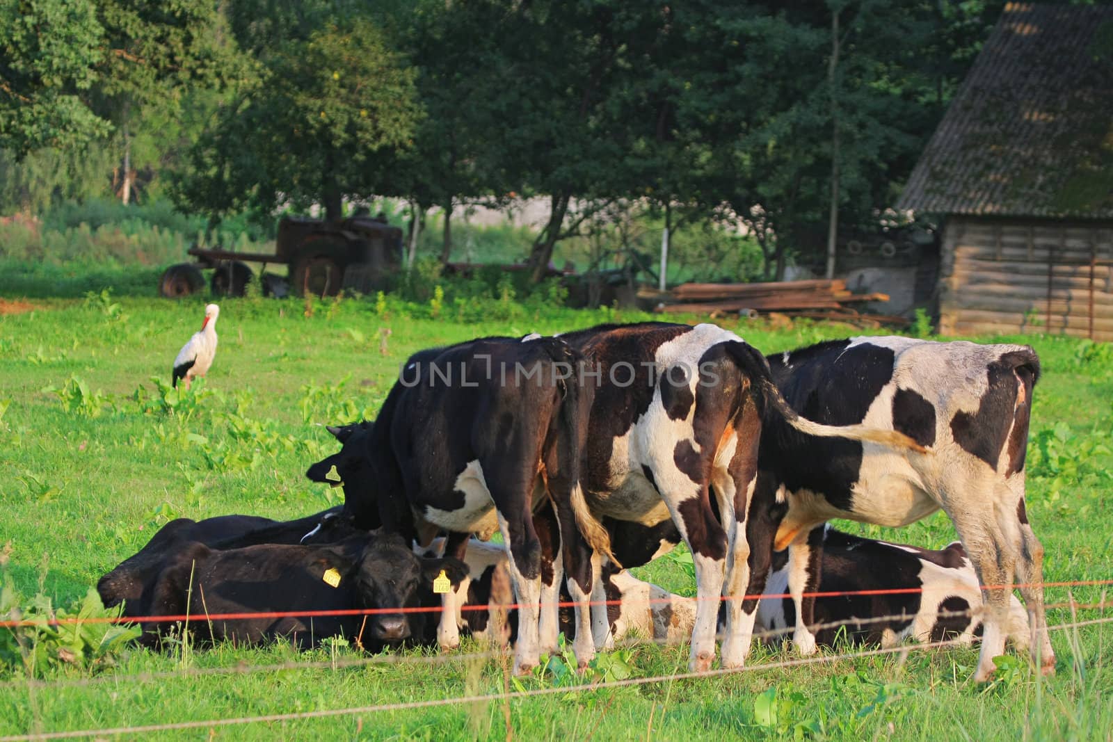 Cows grazing in green meadow. One cow is looking at the camera. White stork on the background.