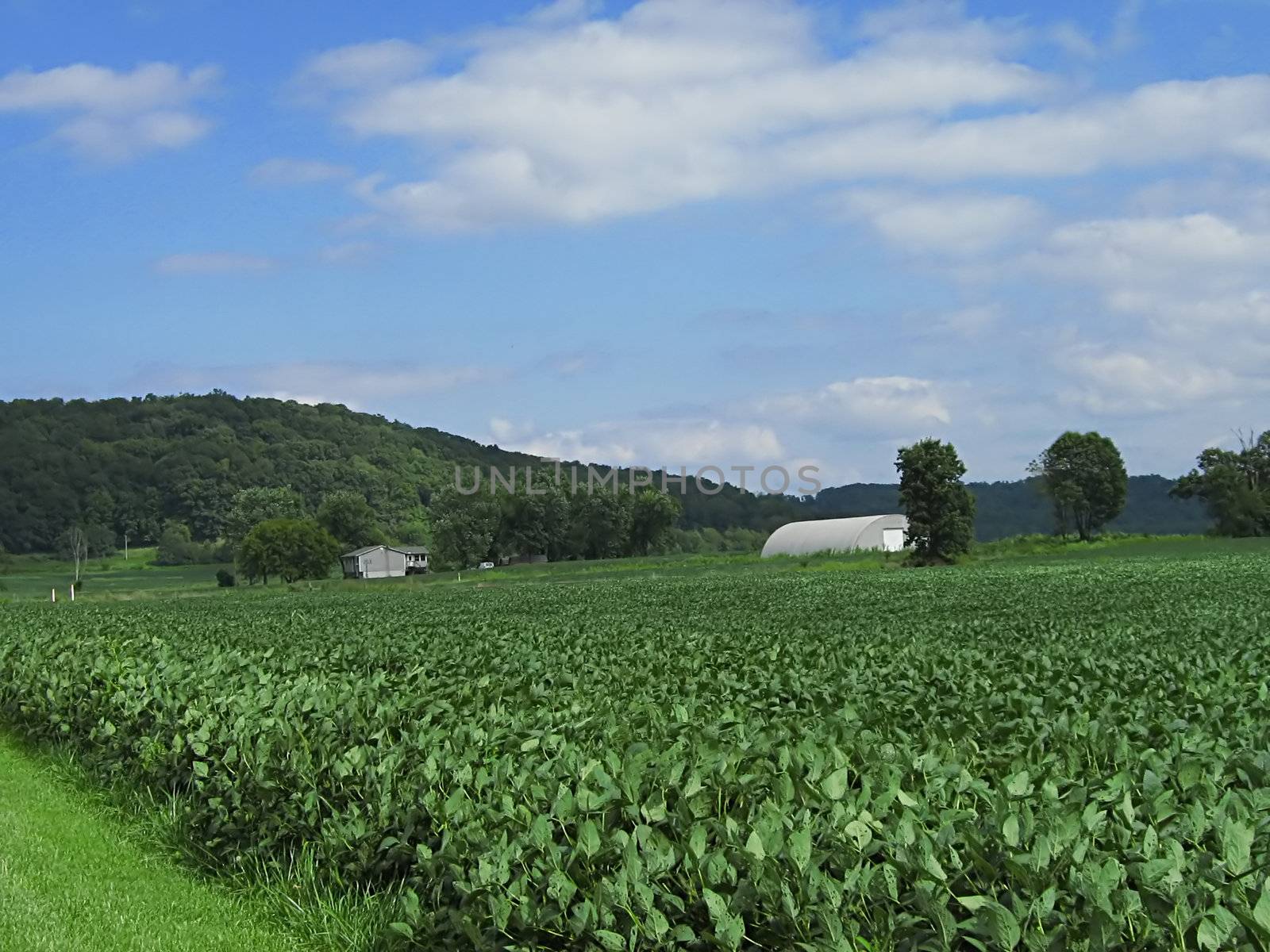 A photograph of a field of crops.