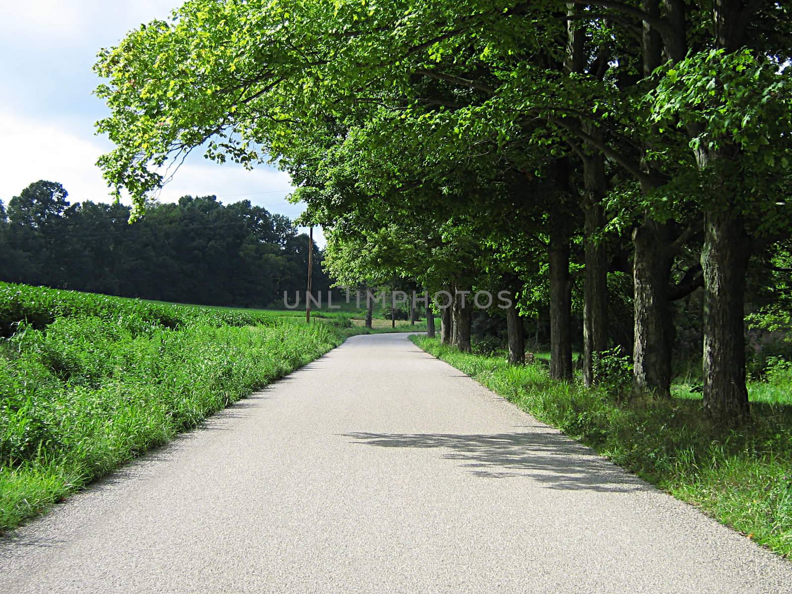 A photograph of a quiet country road.