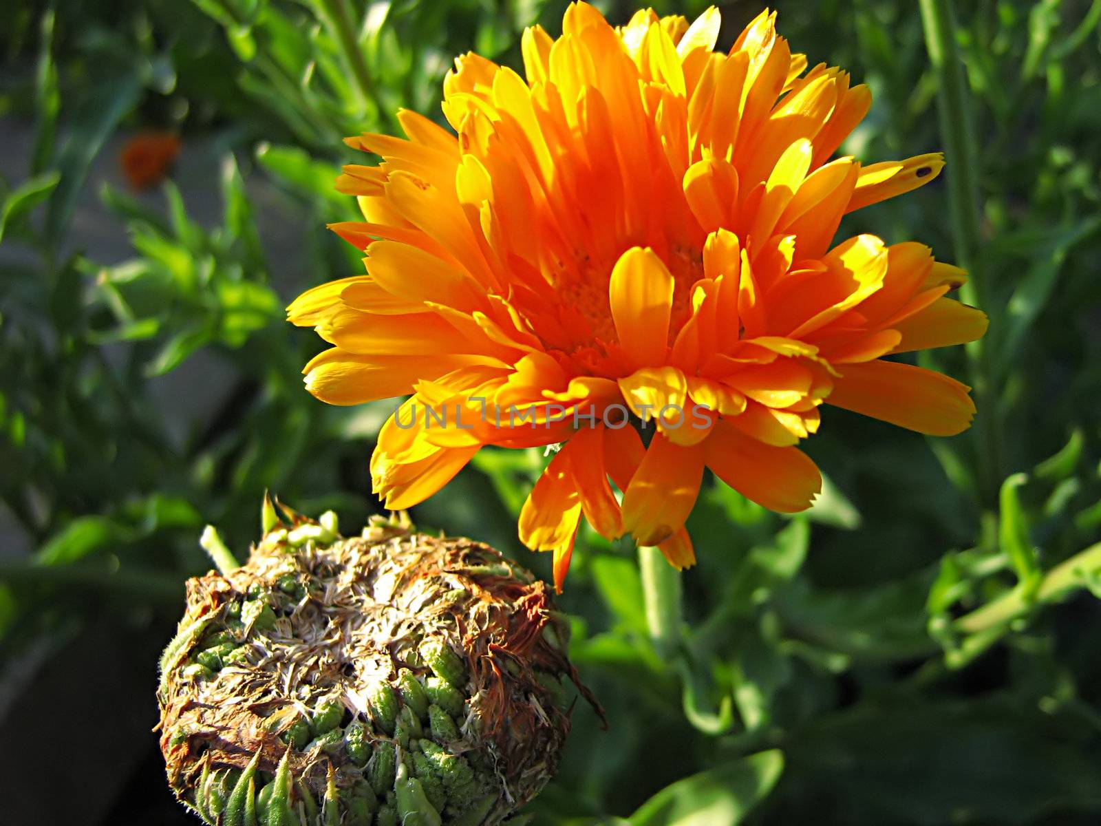 A photograph of an orange flower in a garden.