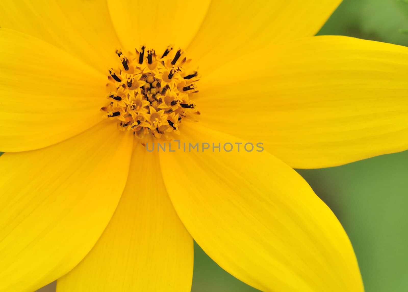 Close-up macro shot of a wild yellow flower.