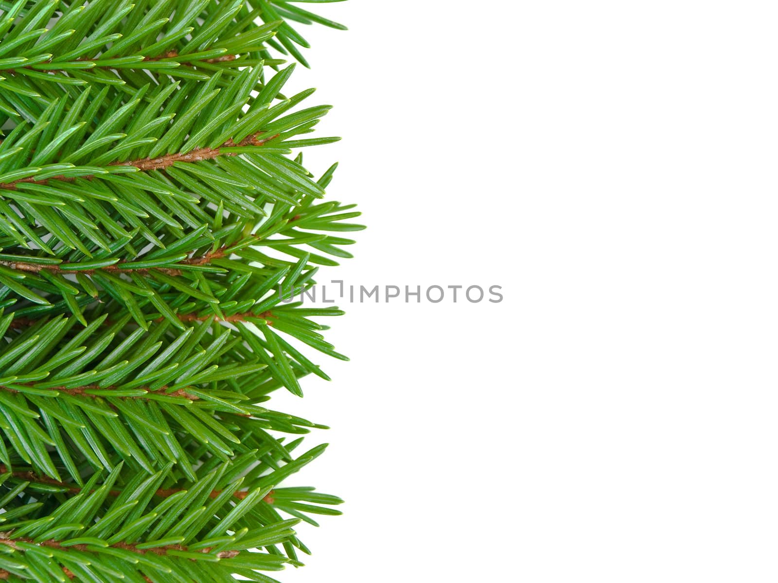 green fir frame against the white background