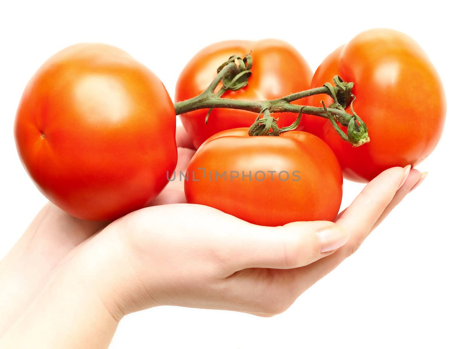 red tomatoes vine in hands against the white background