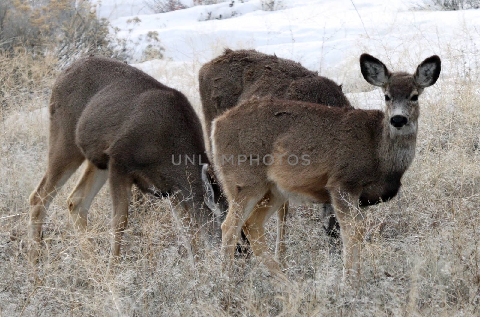 Mule Deer.  Photo taken at Lower Klamath National Wildlife Refuge, CA. by sandsphoto