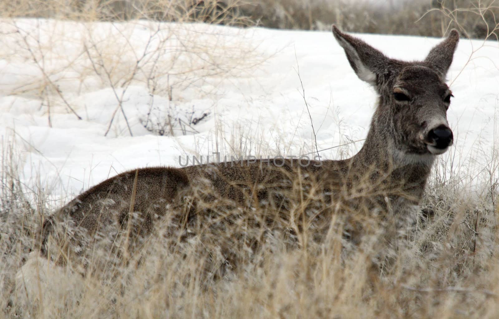 Mule Deer.  Photo taken at Lower Klamath National Wildlife Refuge, CA. by sandsphoto