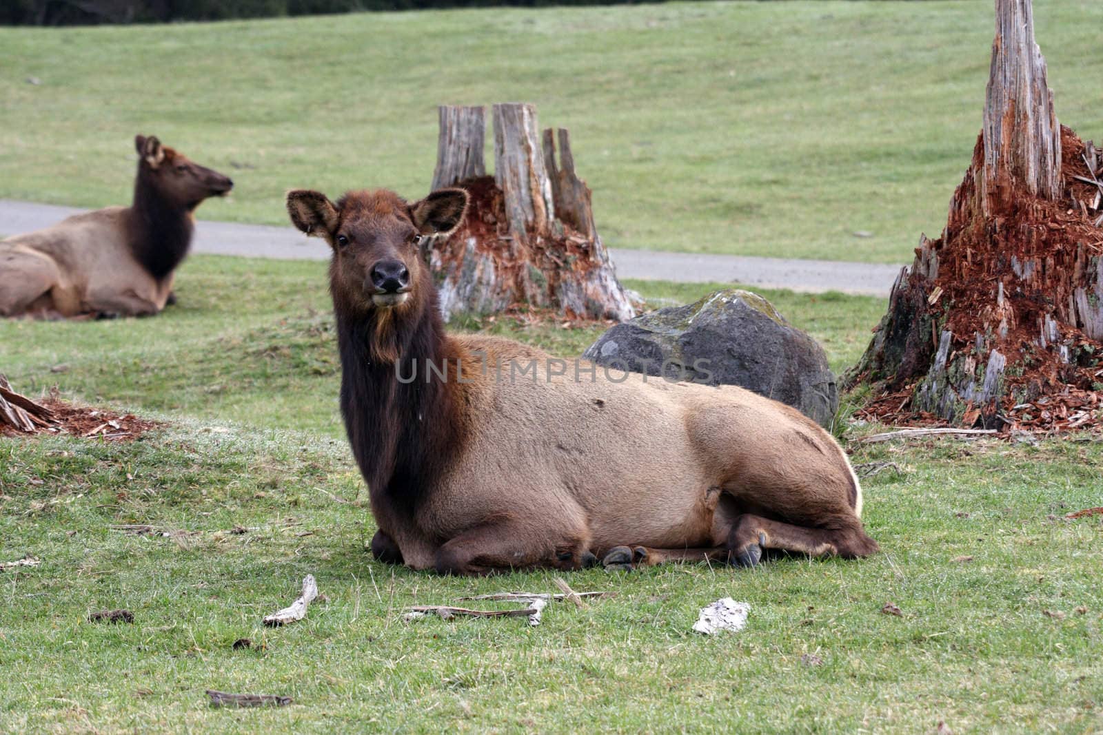 Elk.  Photo taken at Northwest Trek Wildlife Park, WA.