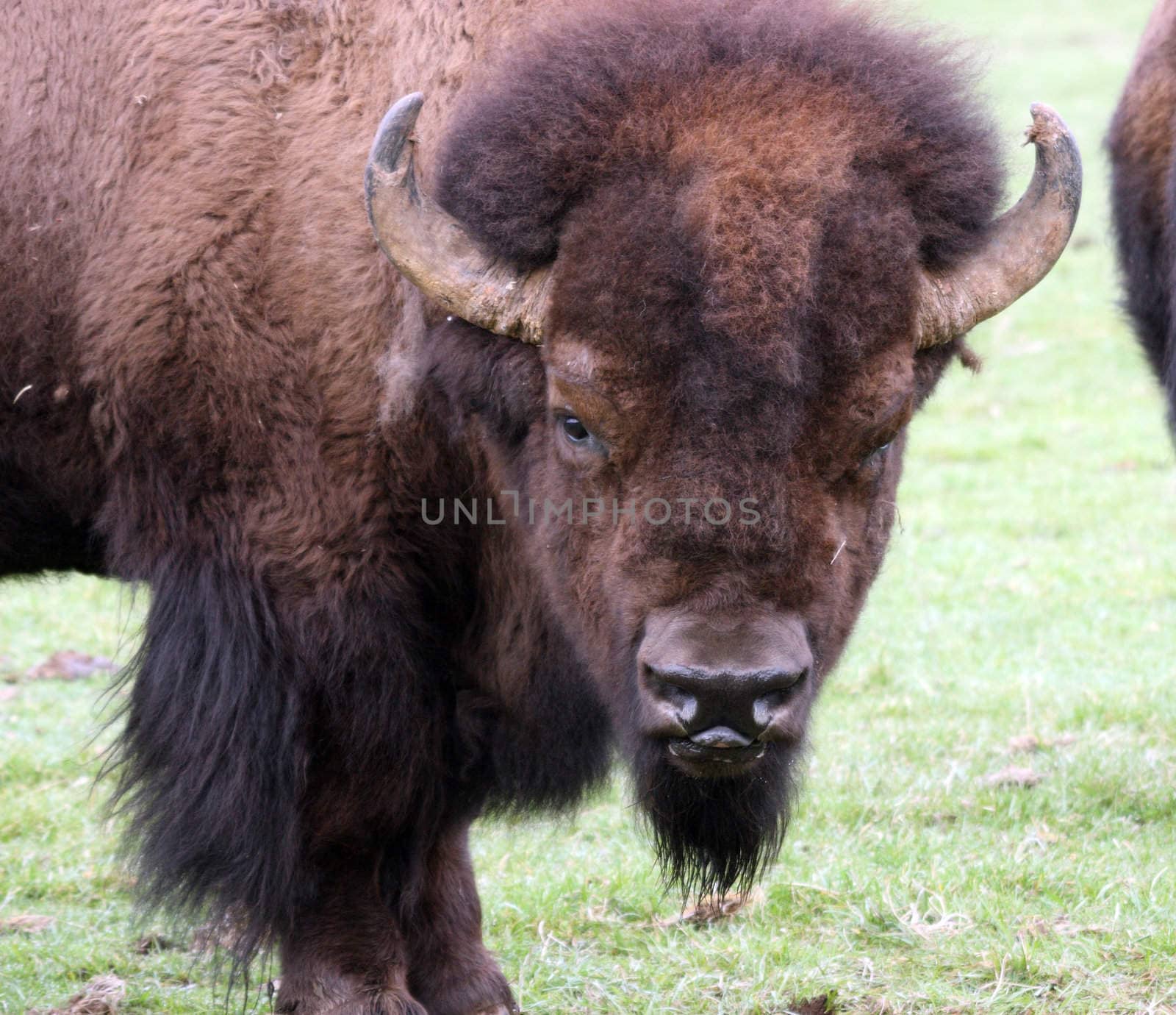 American Bison/Buffalo.  Photo taken at Northwest Trek Wildlife Park, WA.