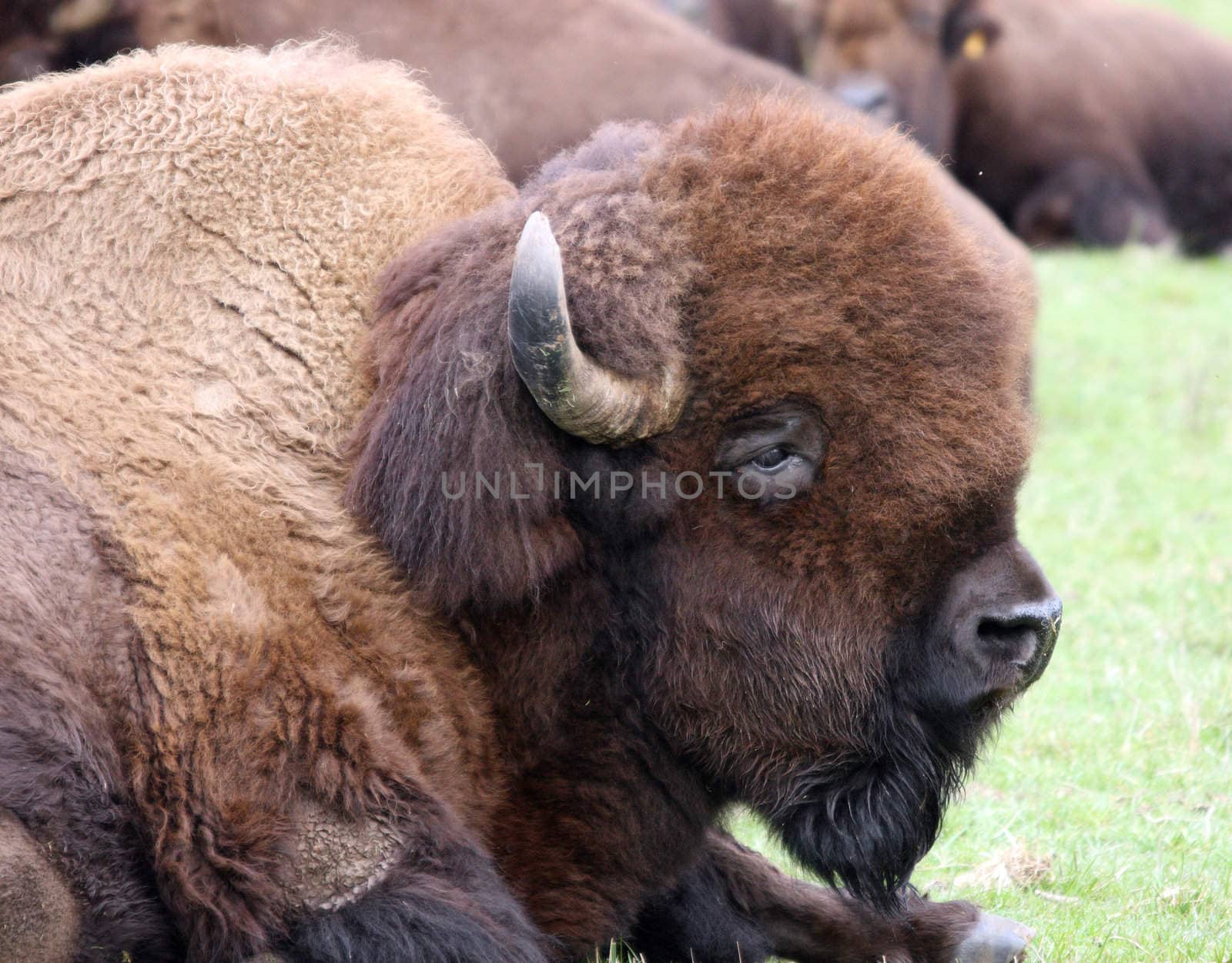 American Bison/Buffalo.  Photo taken at Northwest Trek Wildlife Park, WA. by sandsphoto