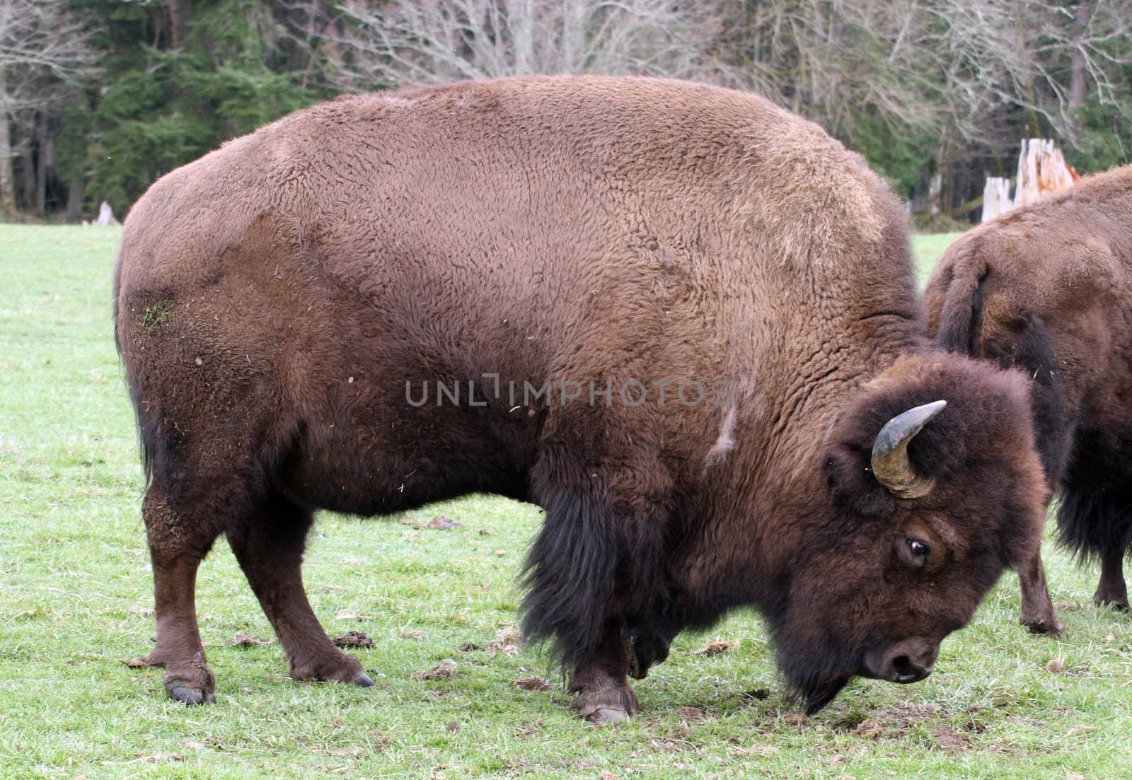 American Bison/Buffalo.  Photo taken at Northwest Trek Wildlife Park, WA.