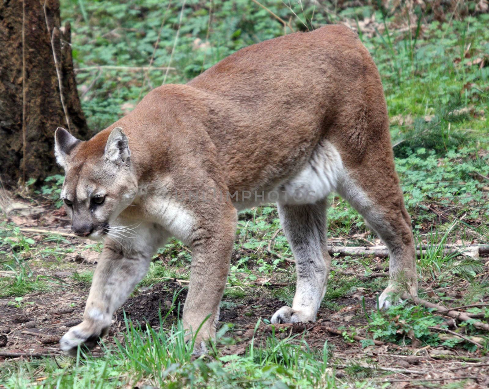 Cougar/Mountain Lion.  Photo taken at Northwest Trek Wildlife Park, WA. by sandsphoto