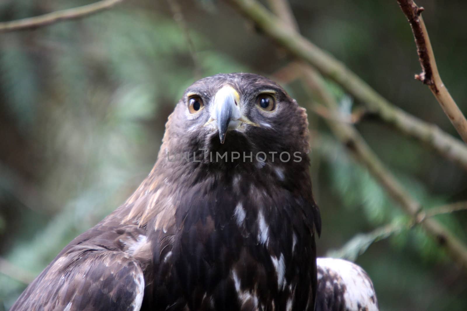 Golden Eagle.  Photo taken at Northwest Trek Wildlife Park, WA.