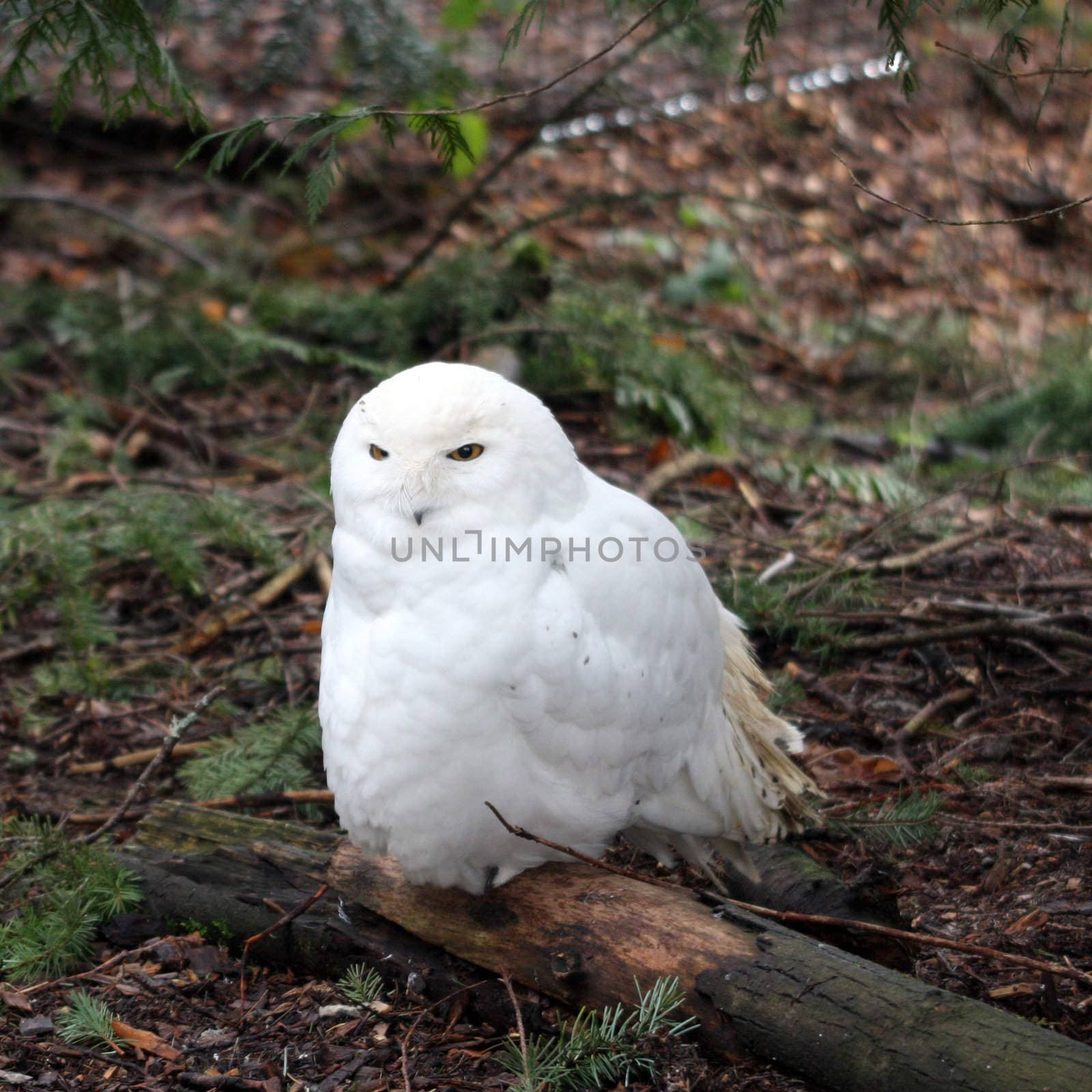 Snowy Owl.  Photo taken at Northwest Trek Wildlife Park, WA. by sandsphoto
