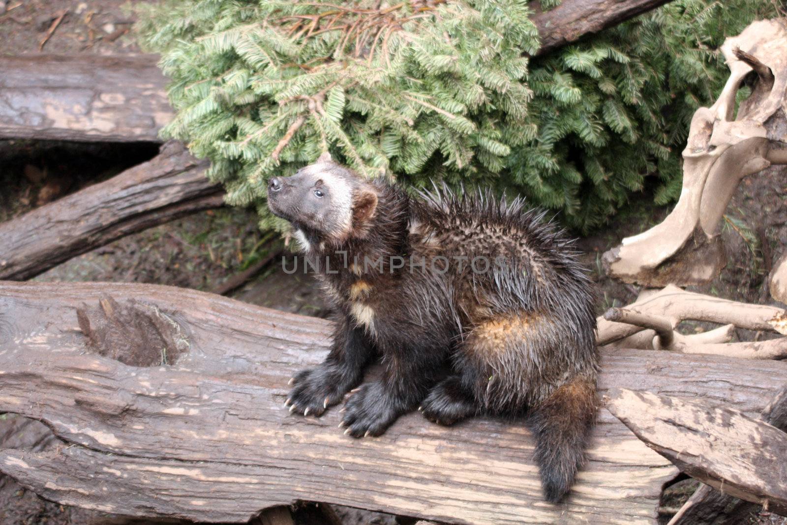 Wolverine.  Photo taken at Northwest Trek Wildlife Park, WA.